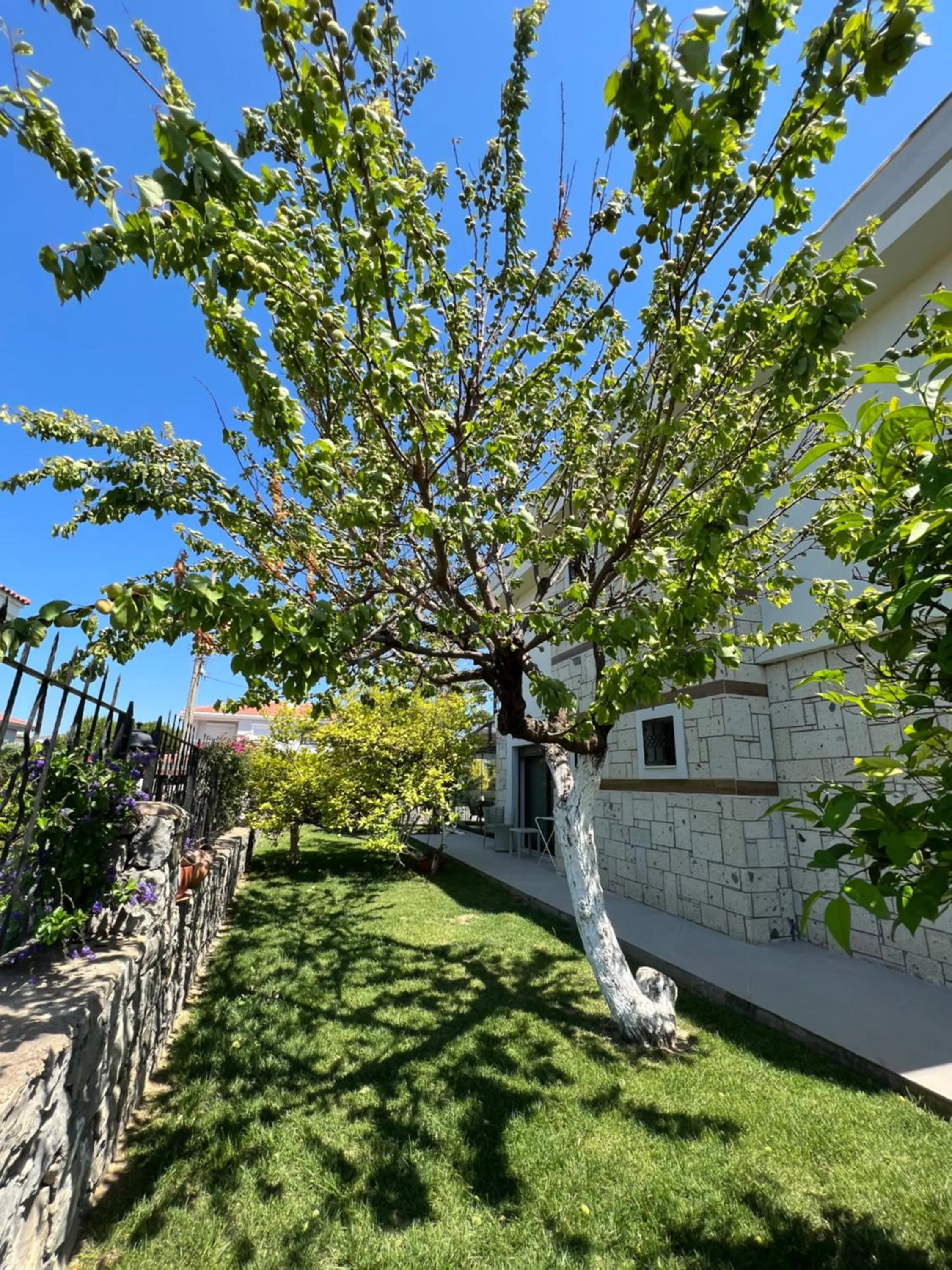 Garden in Dalyan Risus Suite