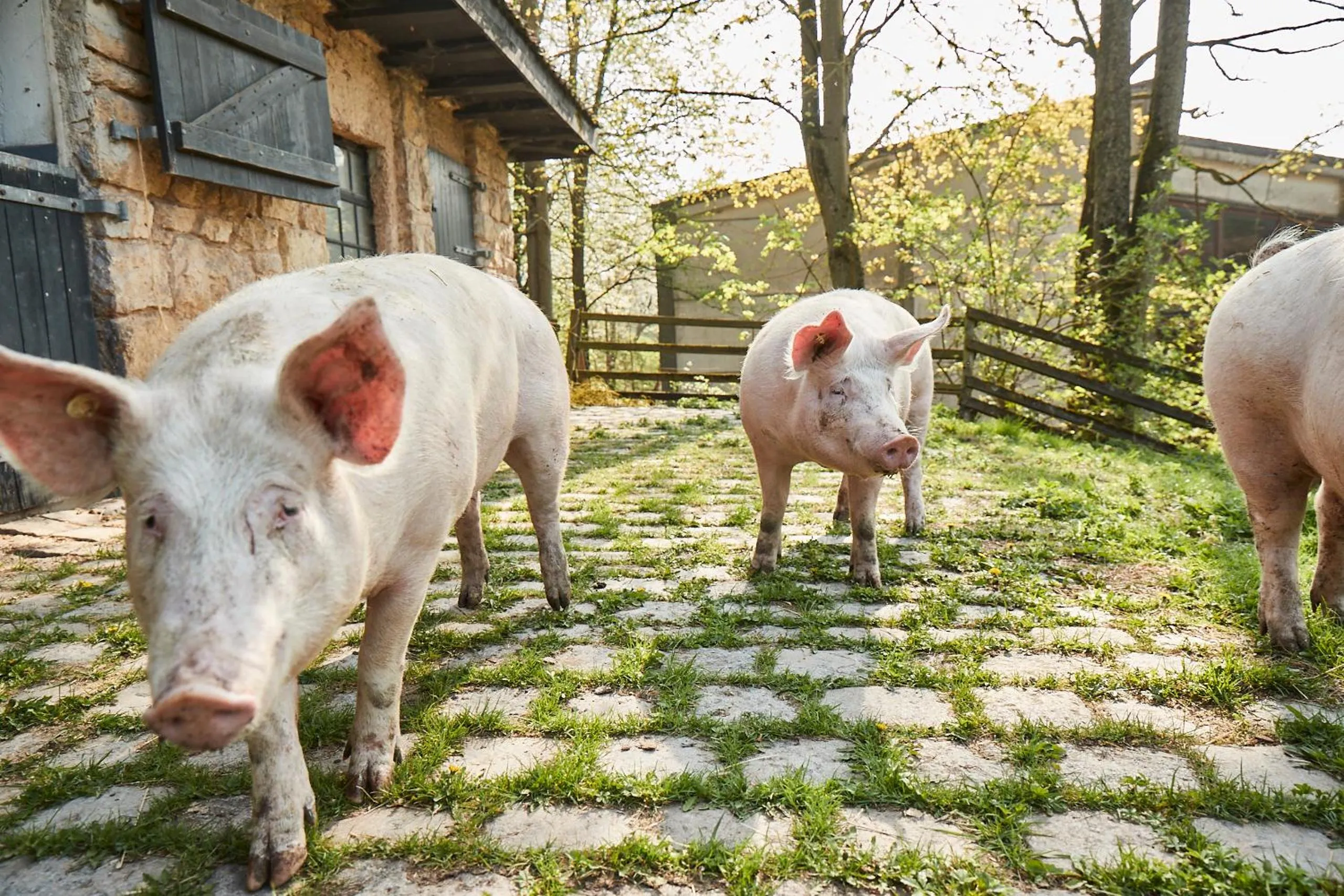 Animals in Hotel Hohenhaus