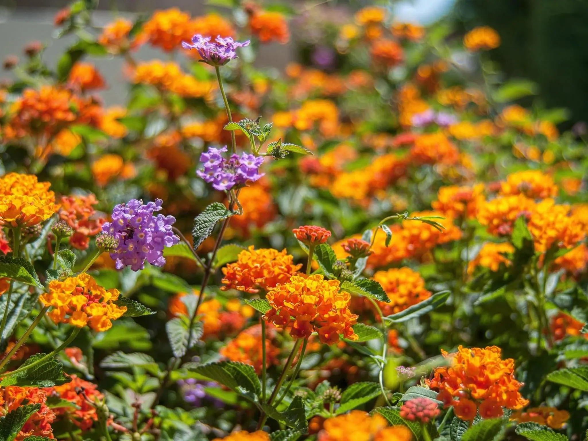 Garden in Hotel Baia di Nora