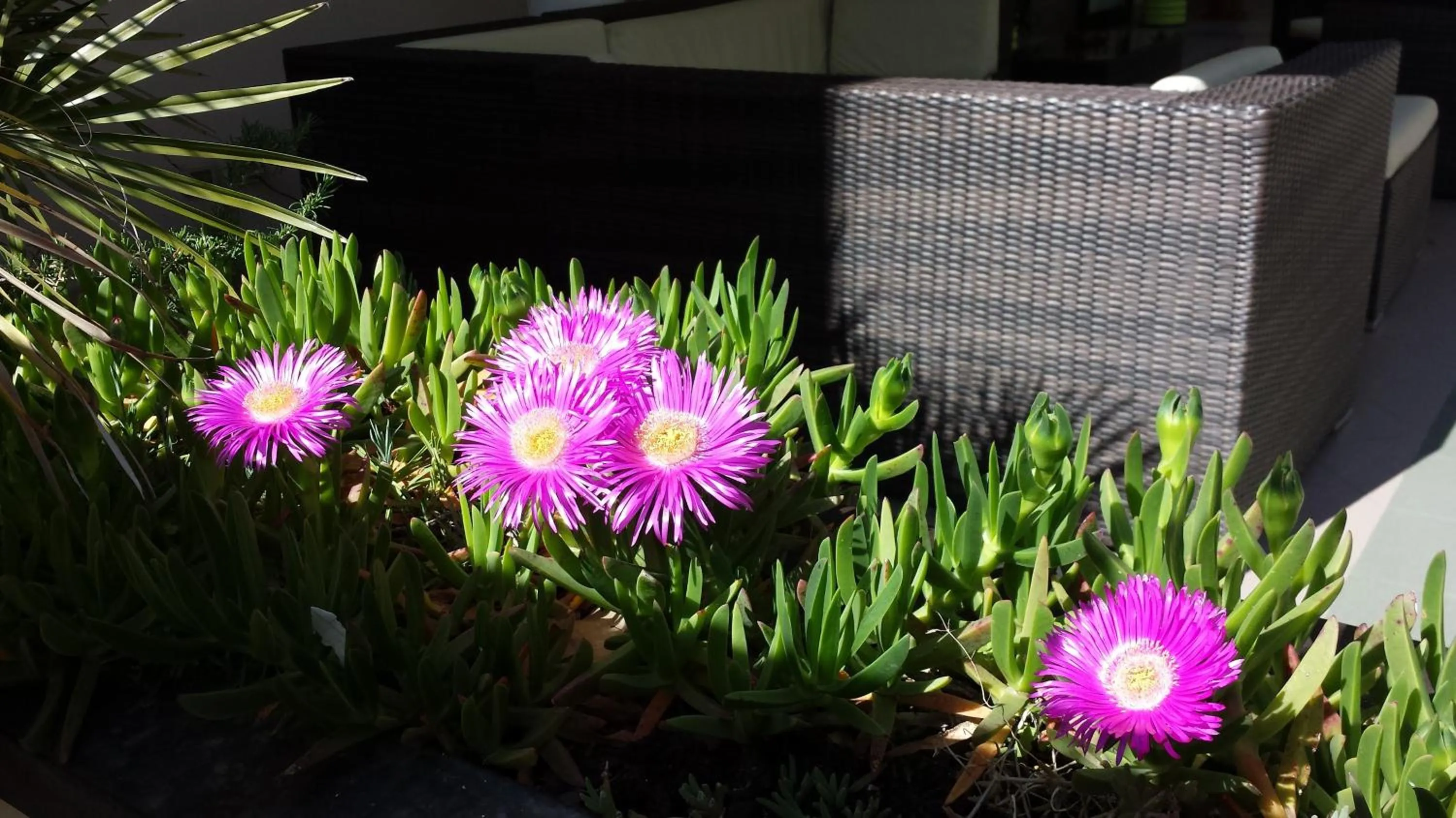 Garden in Hotel Montecarlo