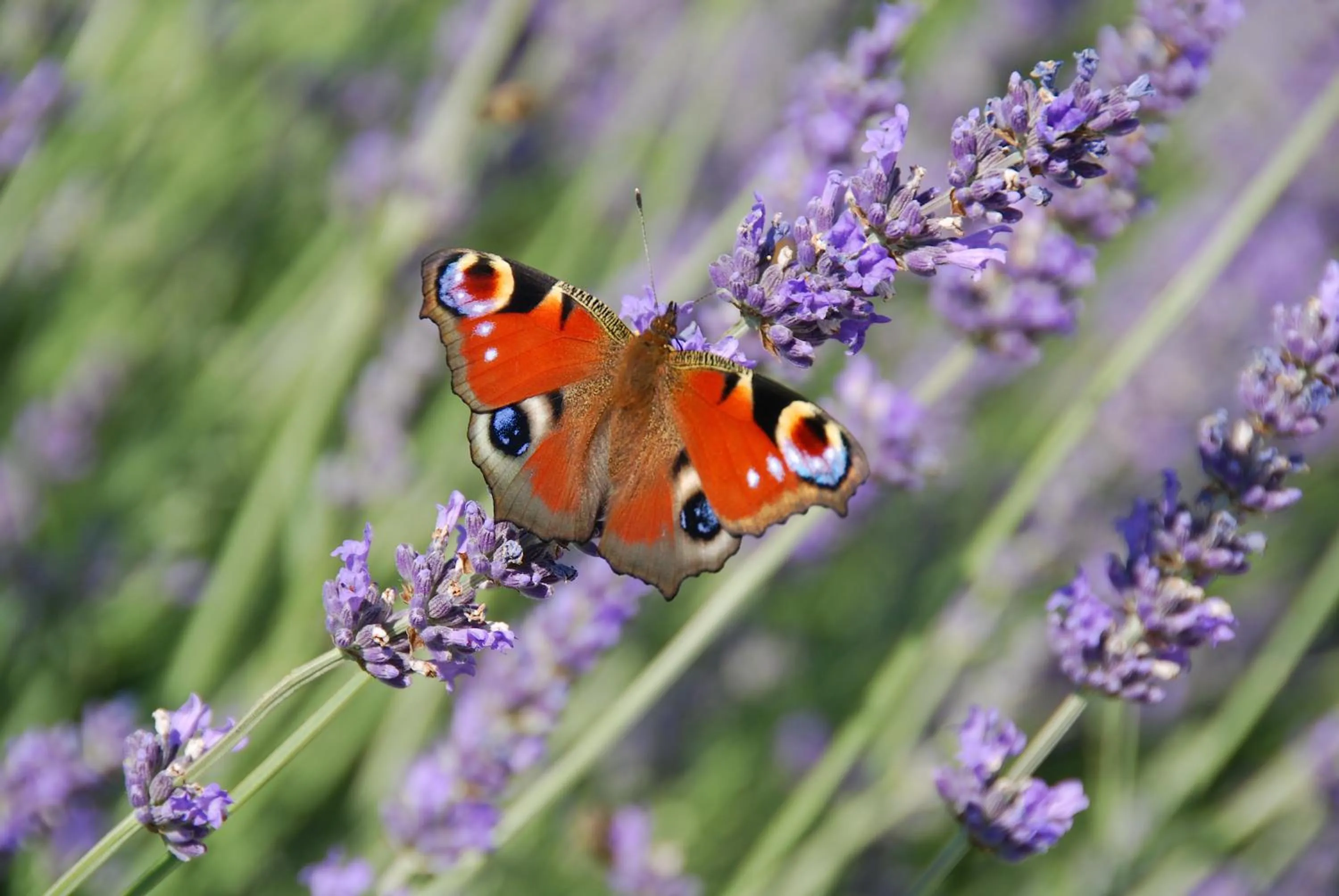 Bird's eye view in VILLA STEFANIJA small Boutique hotel&restaurant