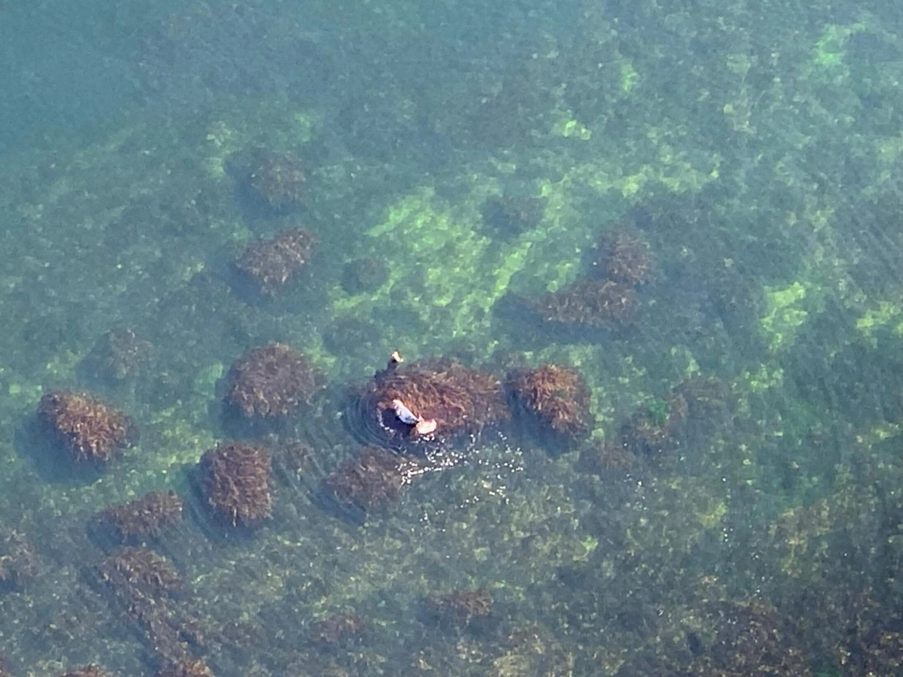 View (from property/room) in Au Pic de l'Aurore Motel-Chalets