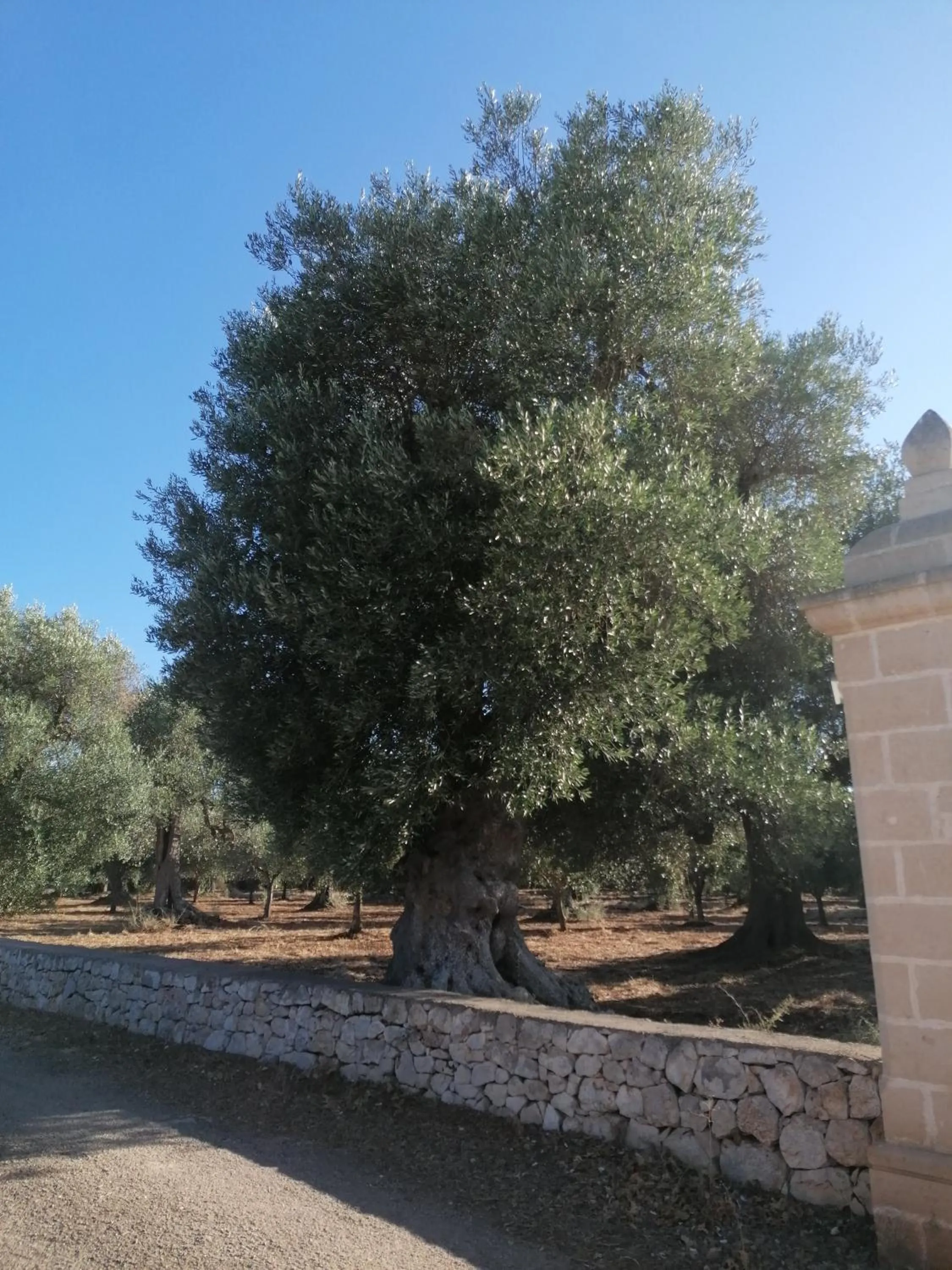 MASSERIA Le Betulle