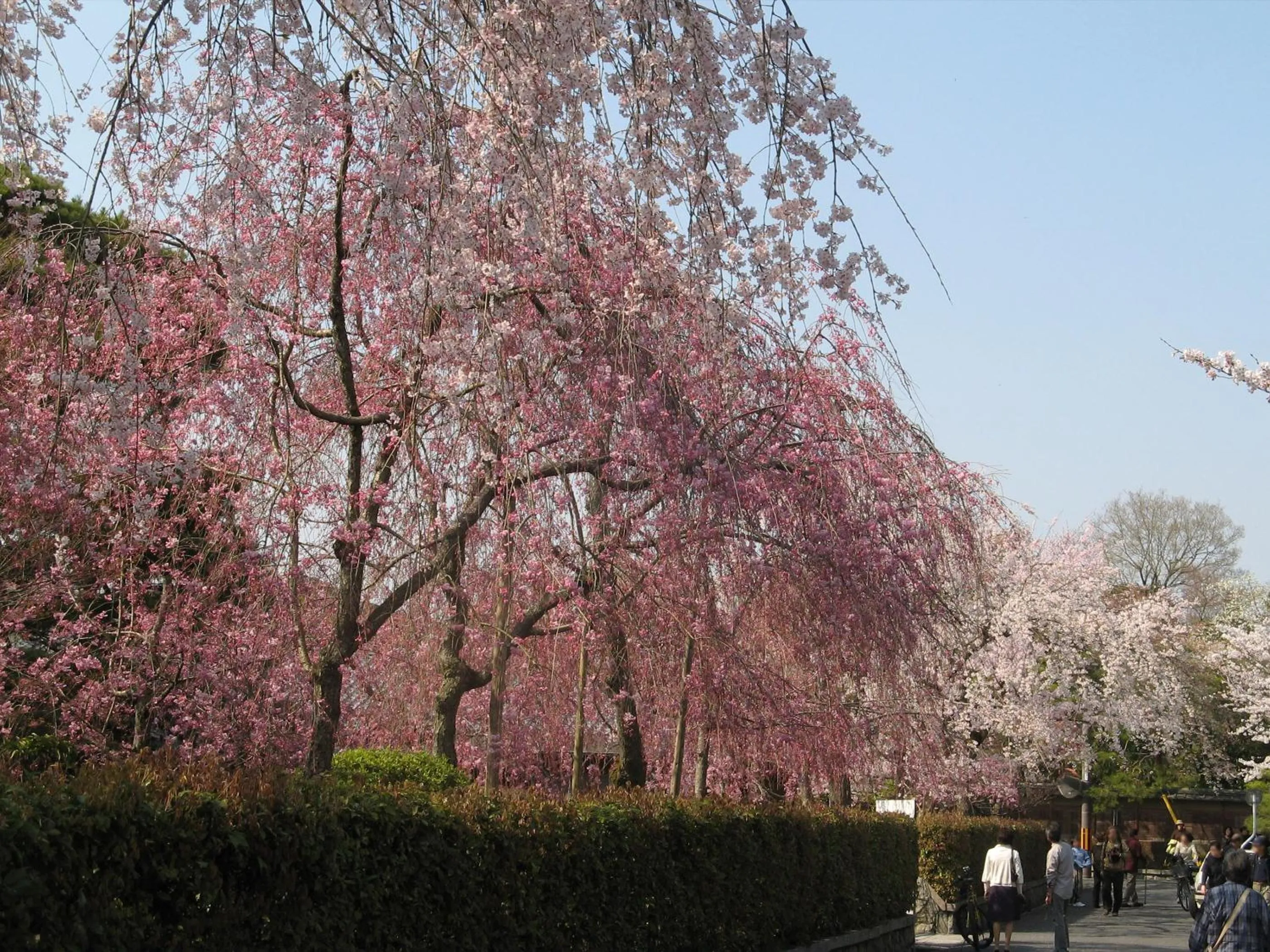 Spring in Heian No Mori Kyoto