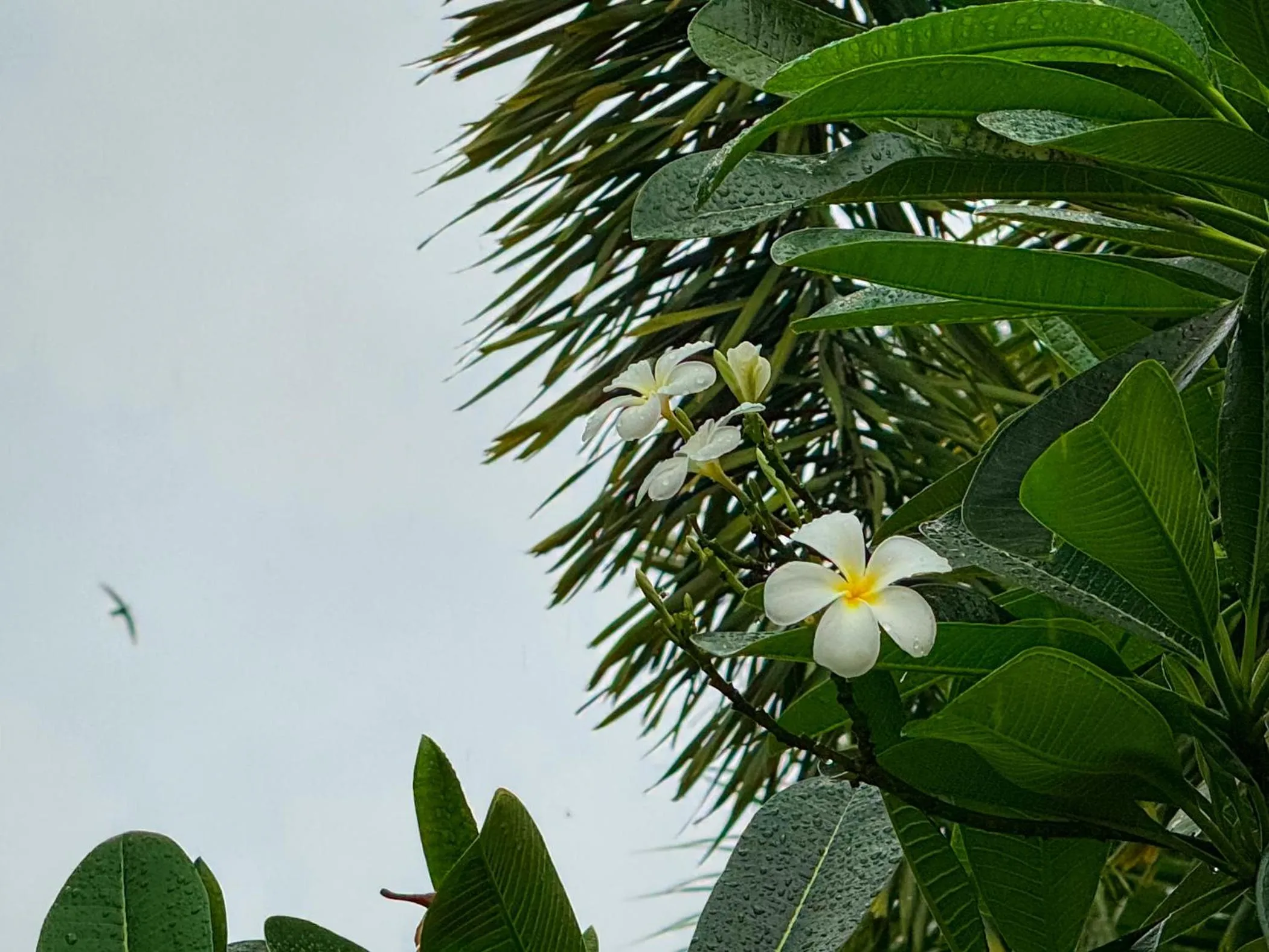 Garden in Villa Tantawan Resort - Private Pool Villas