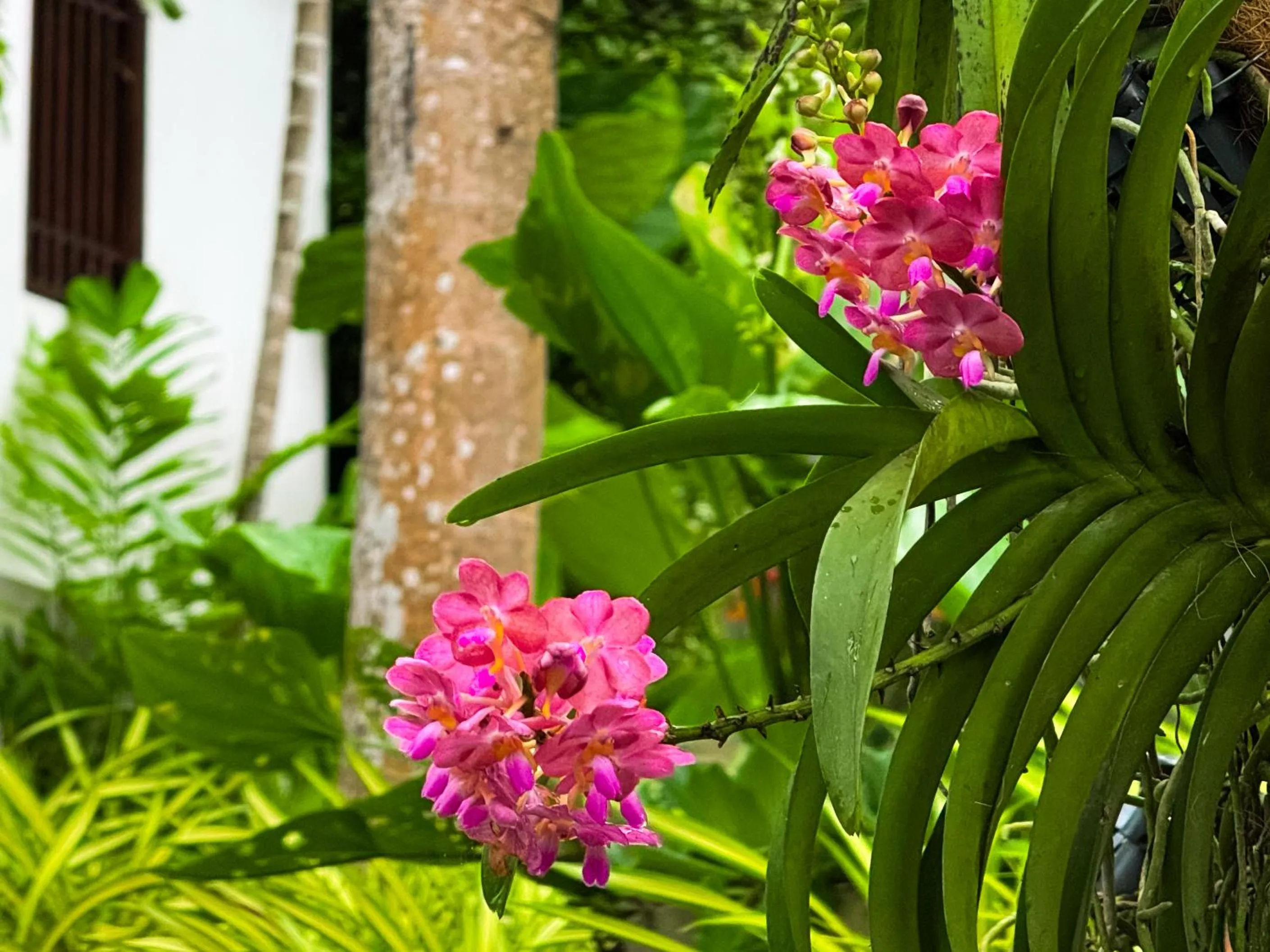 Garden in Villa Tantawan Resort - Private Pool Villas