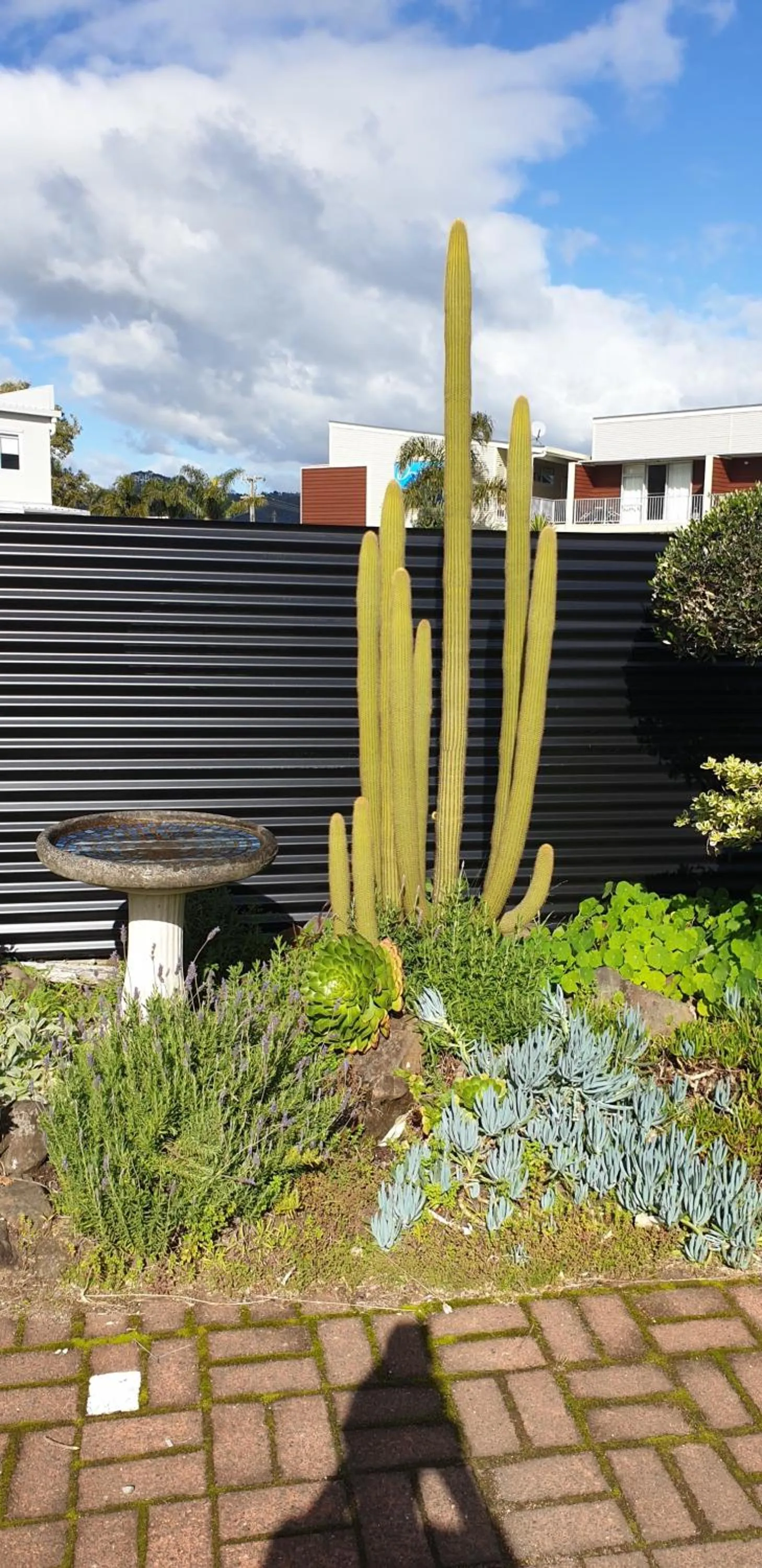 Garden in Blue Marlin Apartments