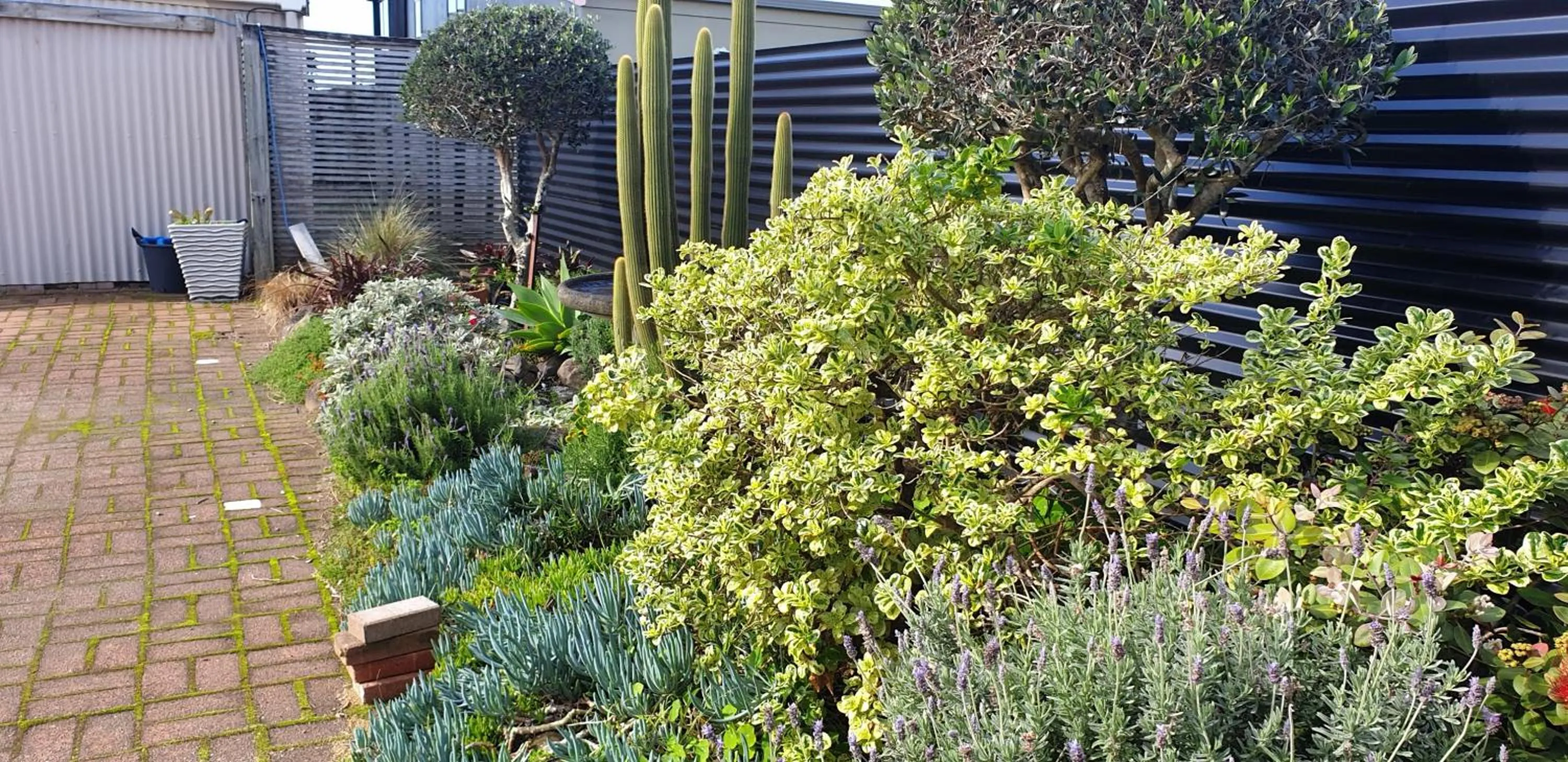 Garden in Blue Marlin Apartments
