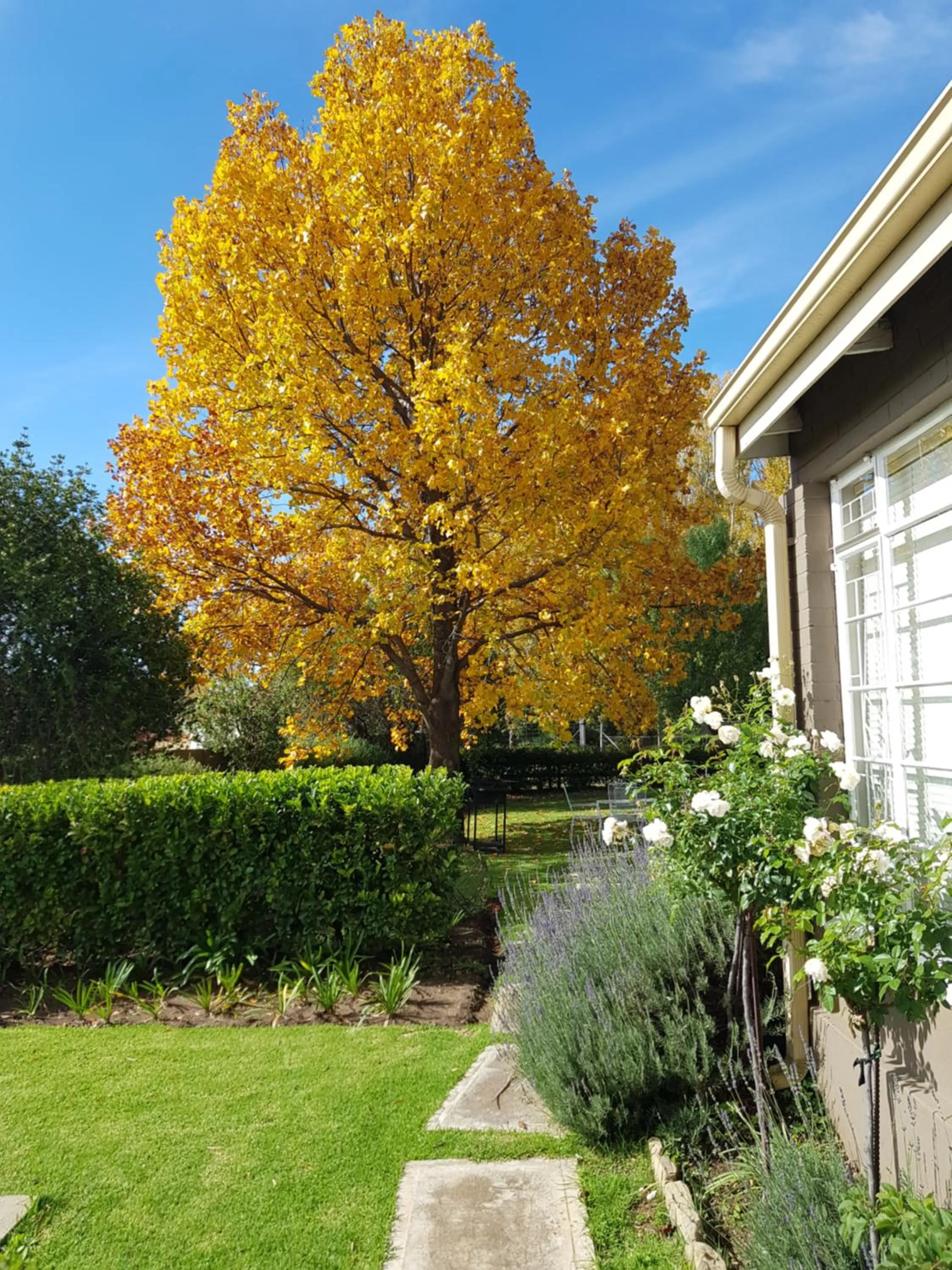 Garden in 36 On Boom B&B
