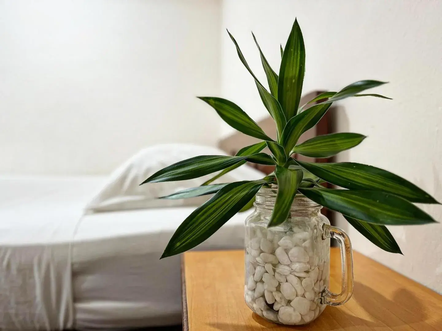 Bed in Town Inn Hotel - Rainforest Bed in Town Inn Hotel - Rainforest