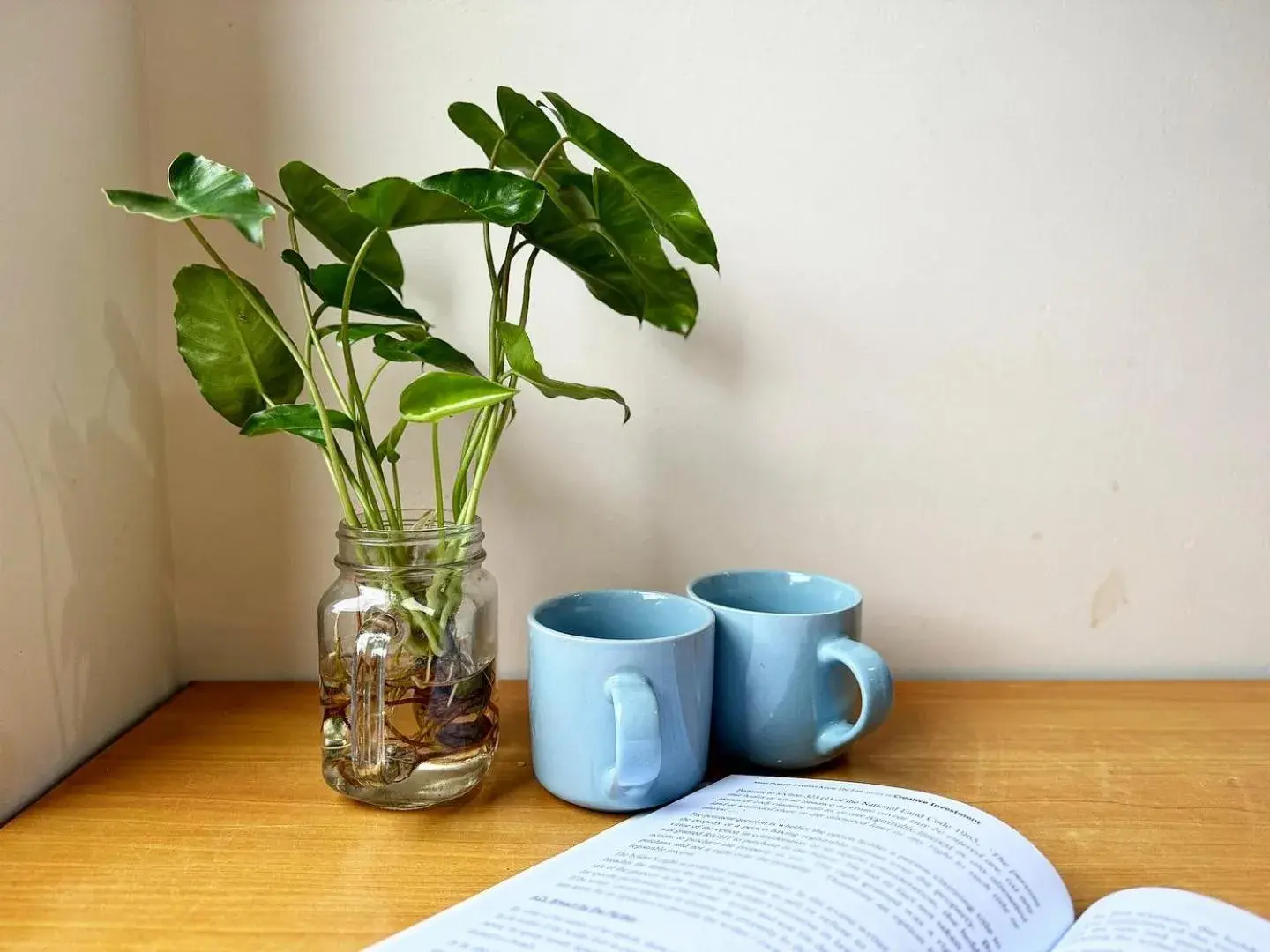 Town Inn Hotel - Rainforest Town Inn Hotel - Rainforest