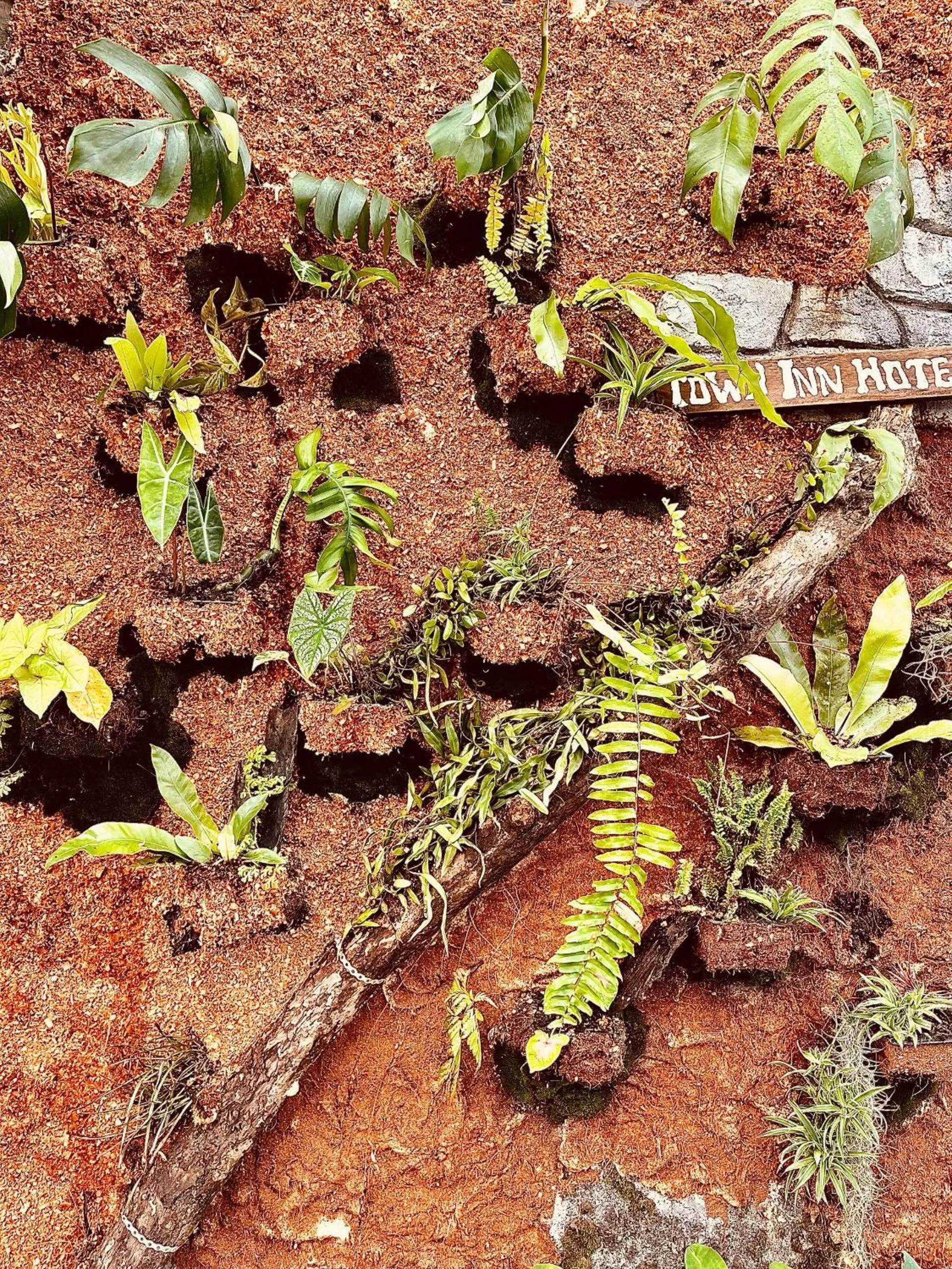 Town Inn Hotel - Rainforest