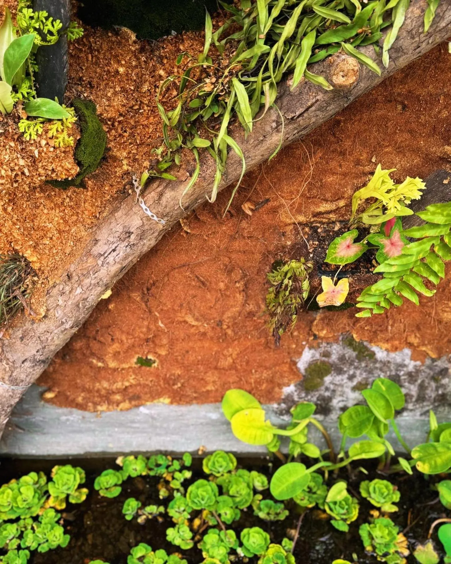 Town Inn Hotel - Rainforest