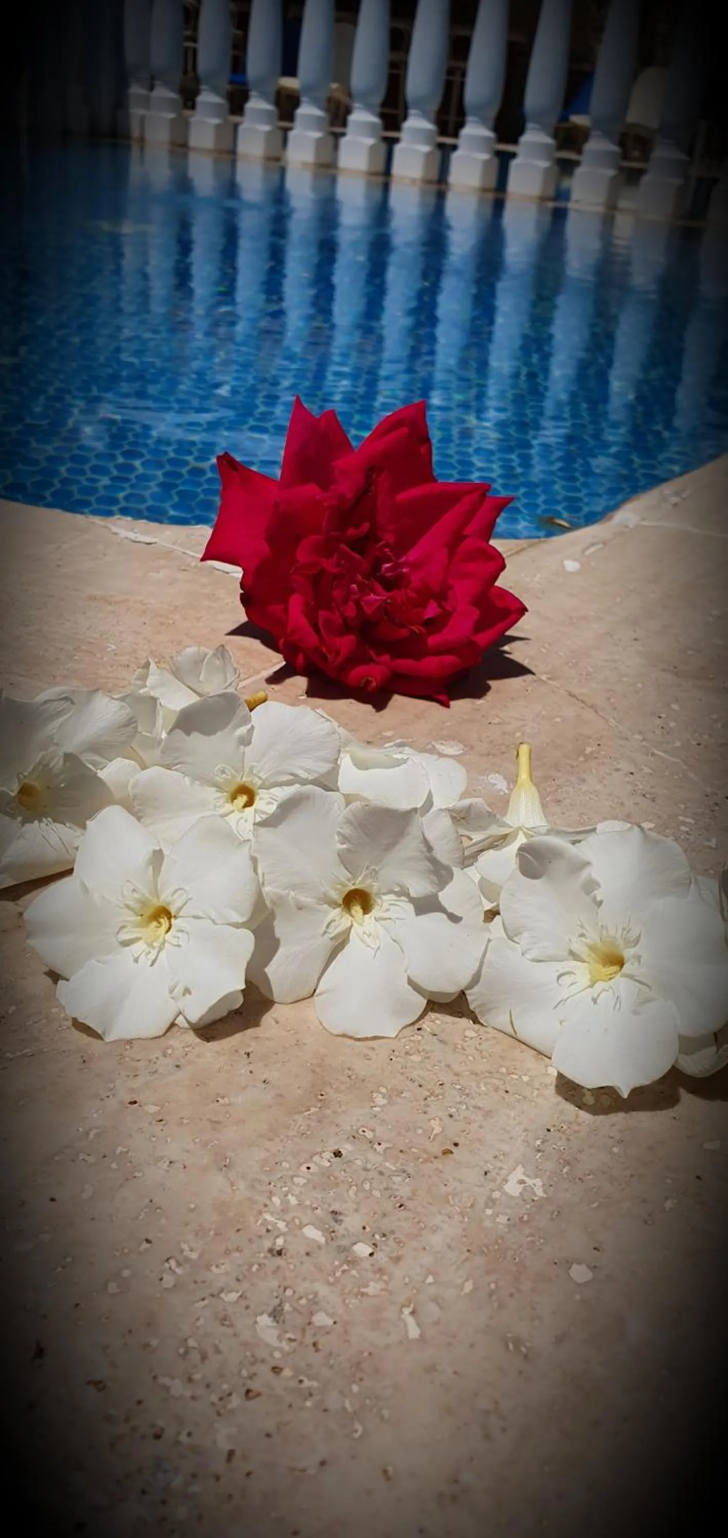 Swimming pool in Palmen Apart Hotel