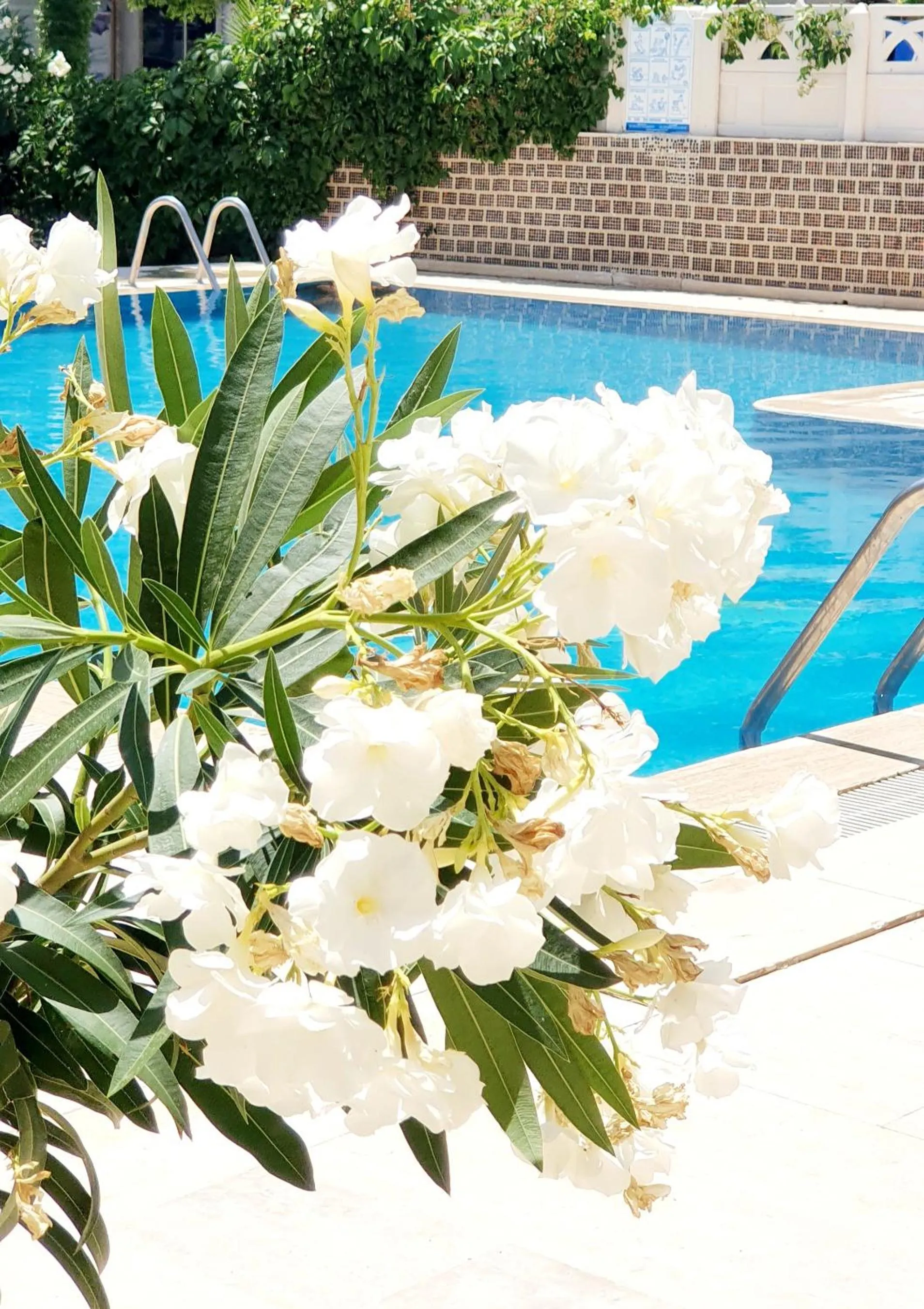 Pool view in Palmen Apart Hotel