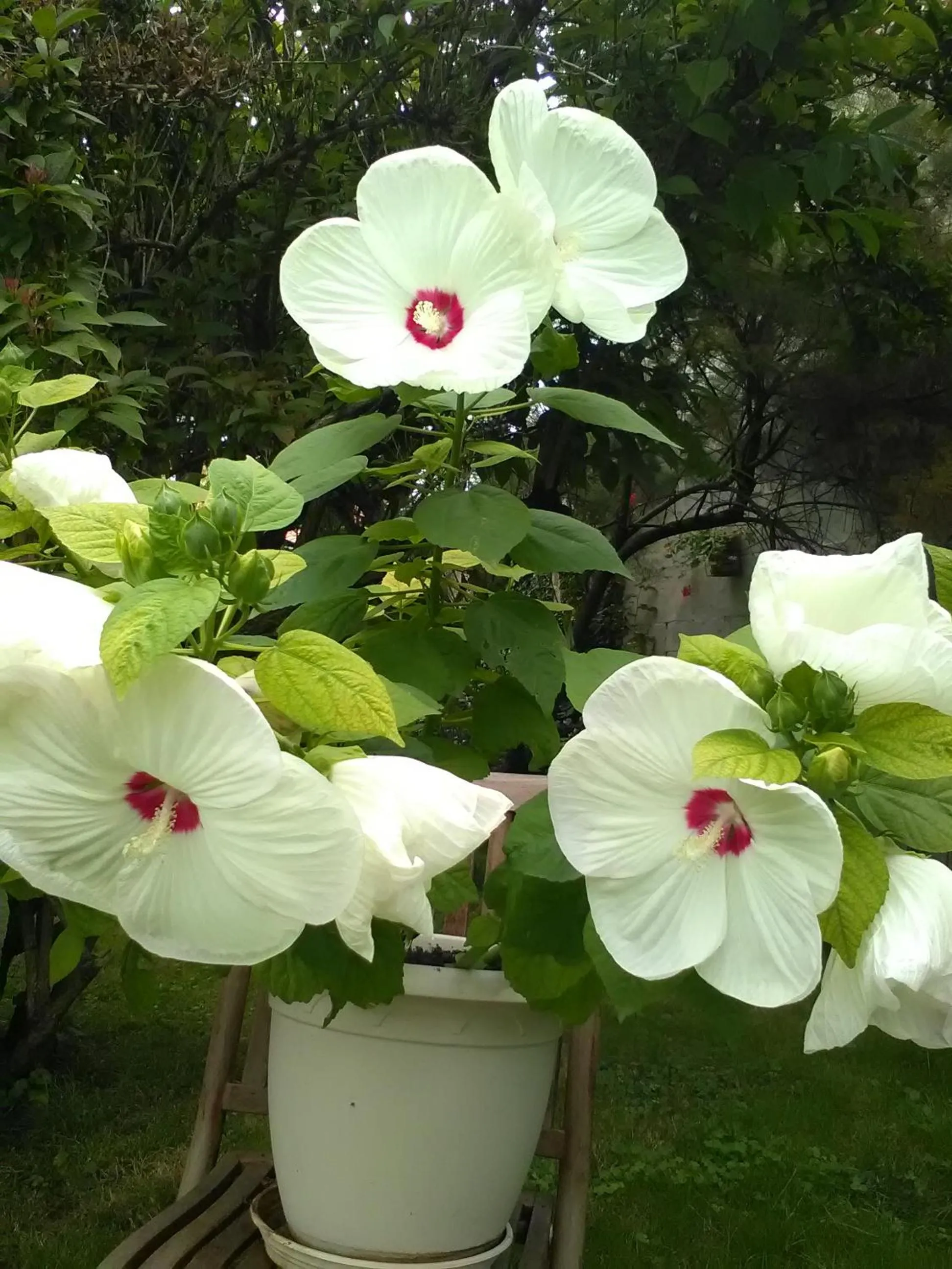 Garden in Le Parisien