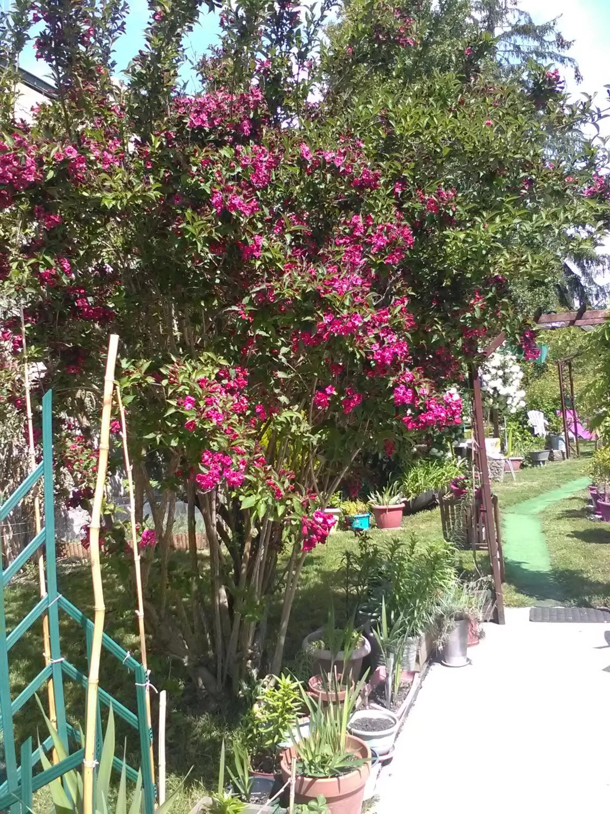 Garden in Le Parisien