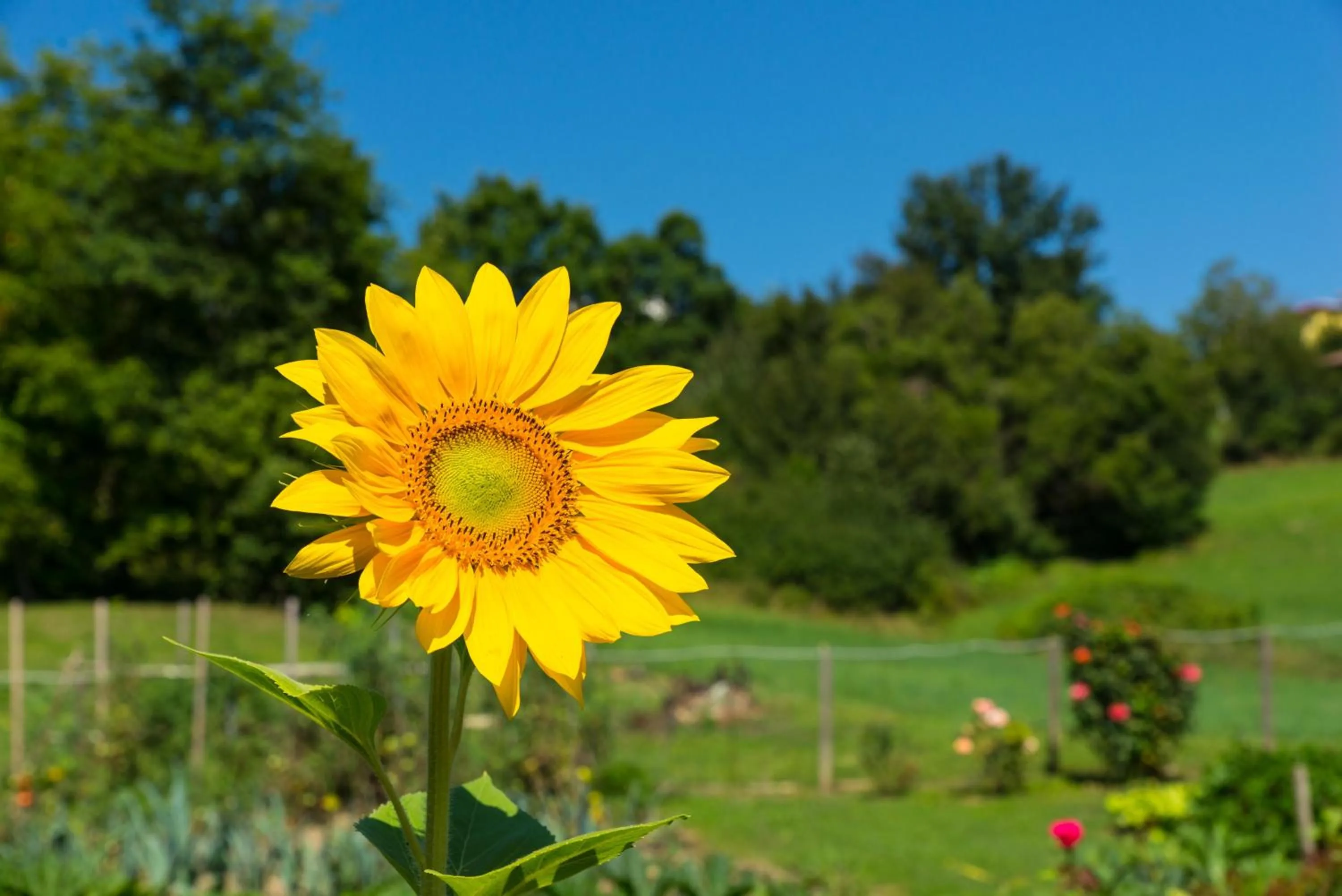 Garden view in B&B La Provenzale