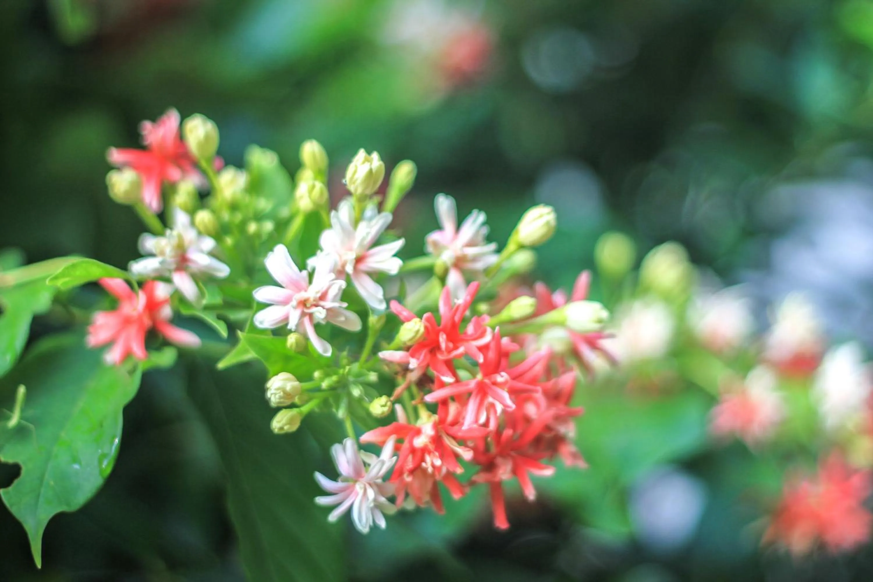 Other in Ricci House Resort