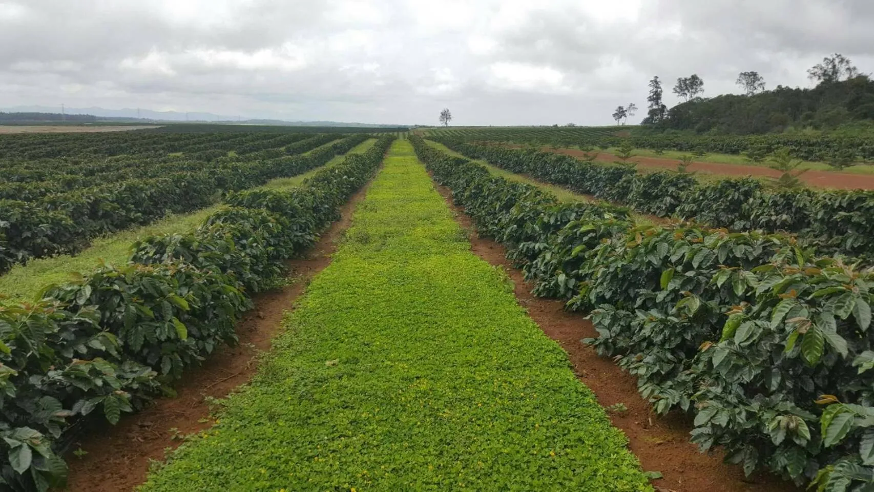Animals in Paksong Danngarm Hotel