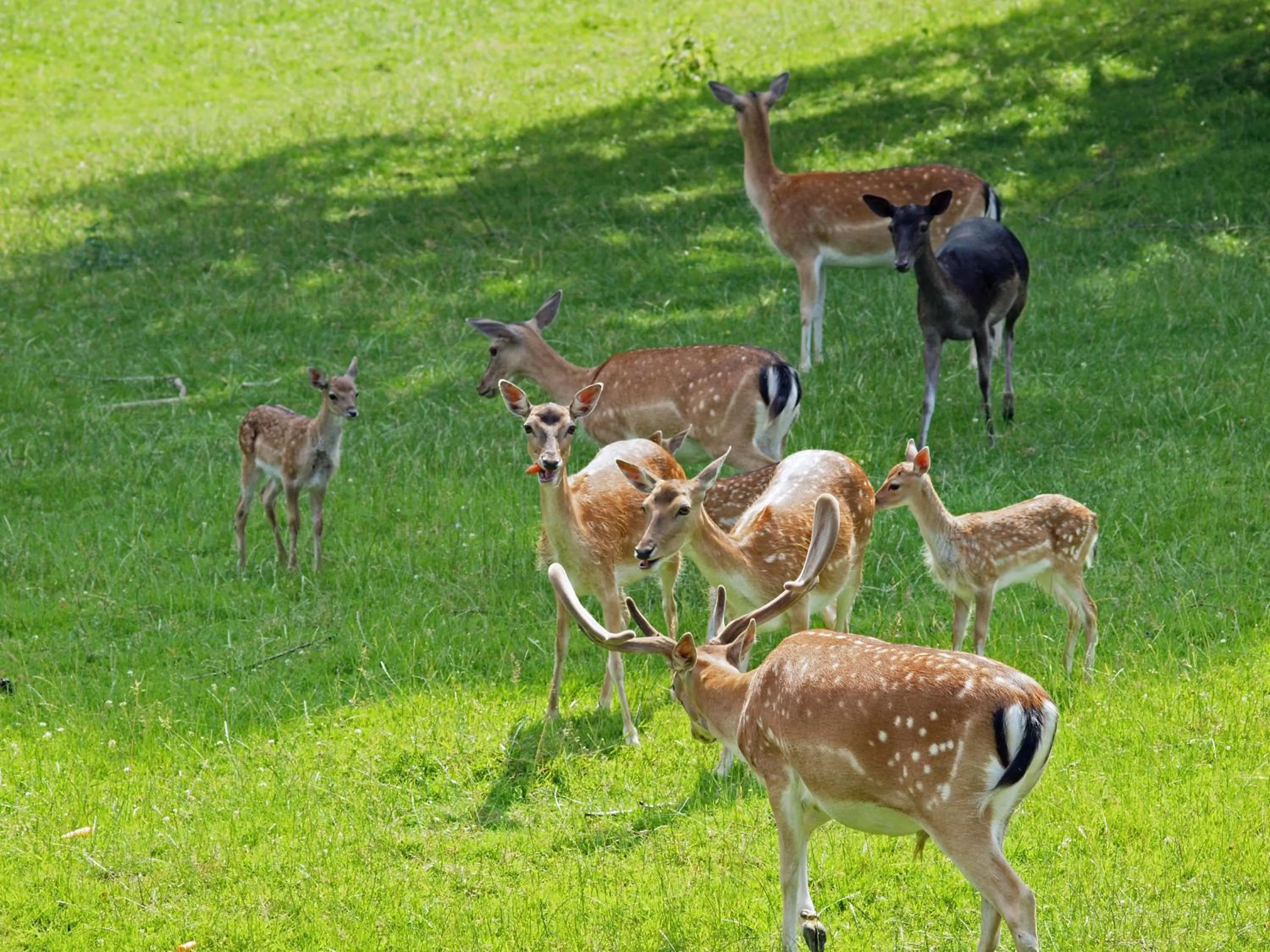 Area and facilities in Waldhotel Felsenkeller