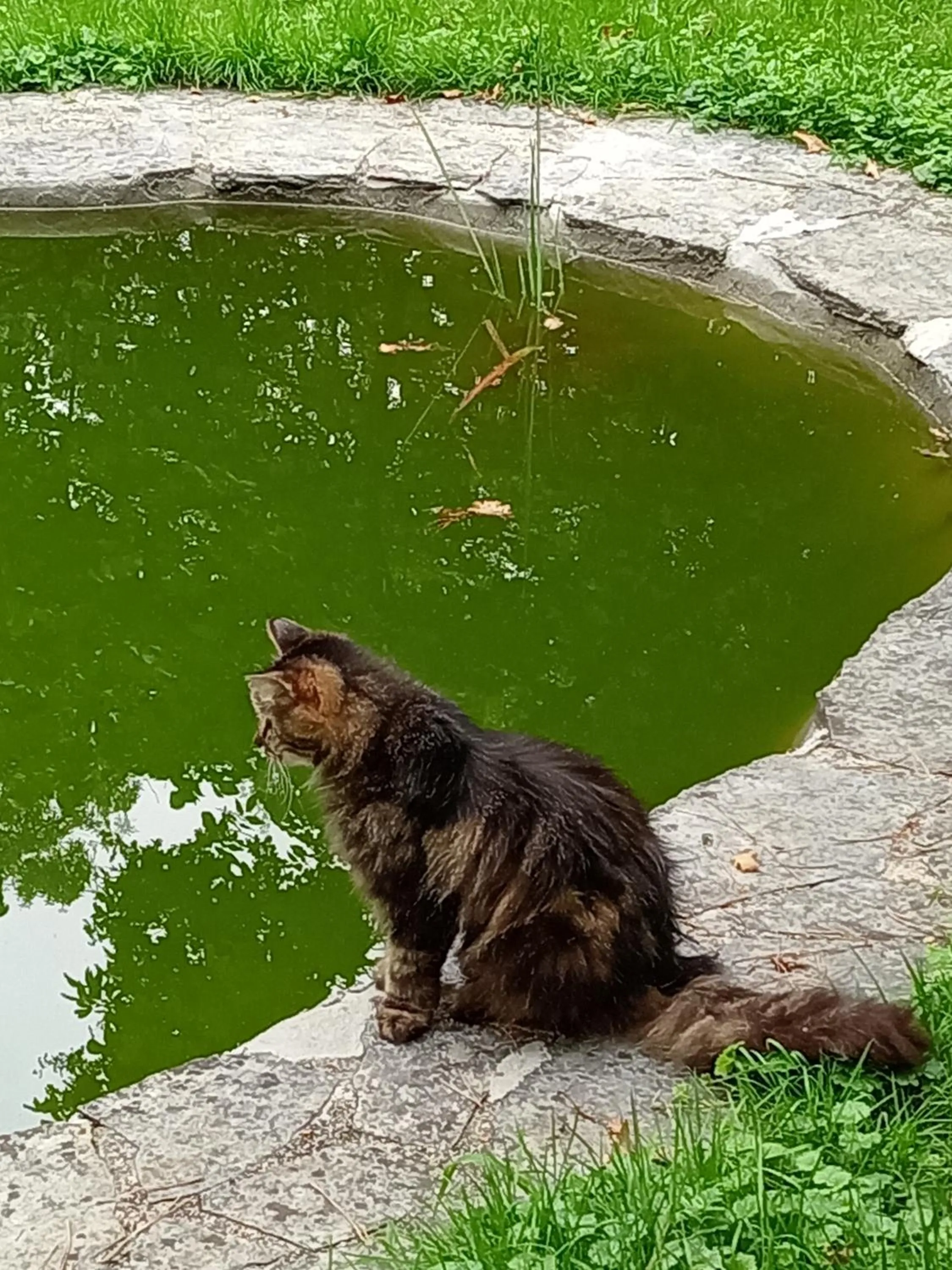 Animals in Chambres d'hotes du Moulin