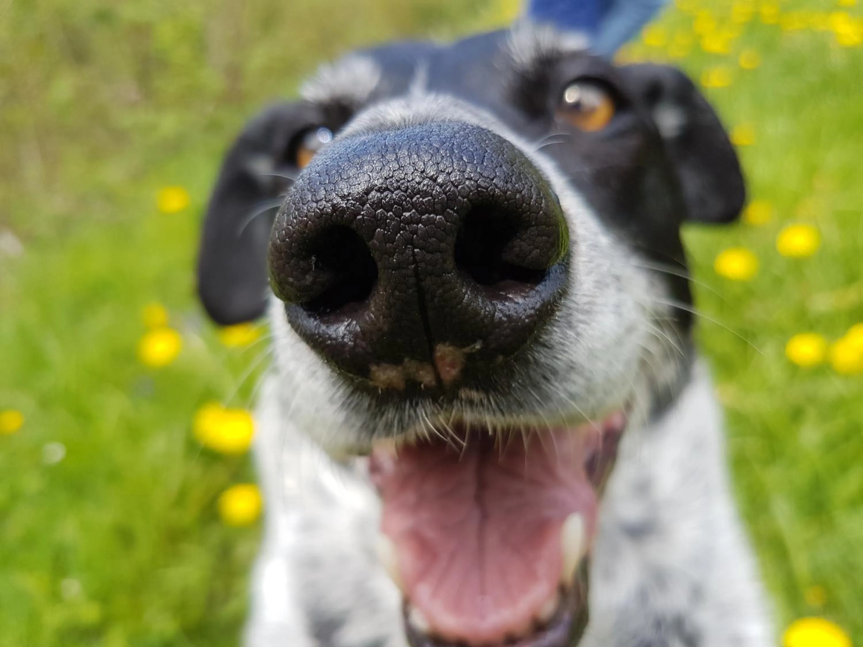 Pets in ALPENHOTEL TYROL - B&B - ADULTS ONLY - Alpines Lifestylehotel