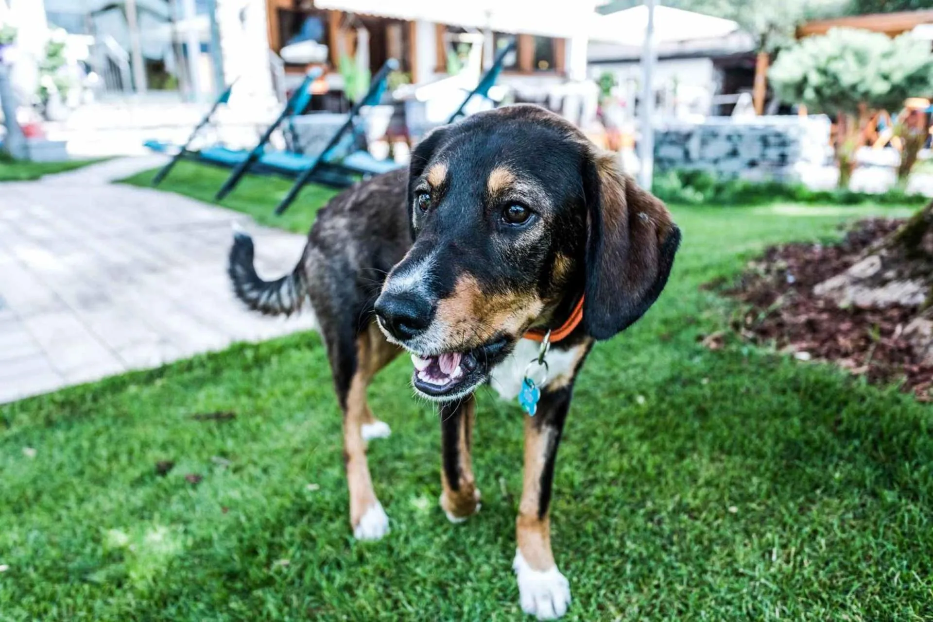 Summer in ALPENHOTEL TYROL - B&B - ADULTS ONLY - Alpines Lifestylehotel