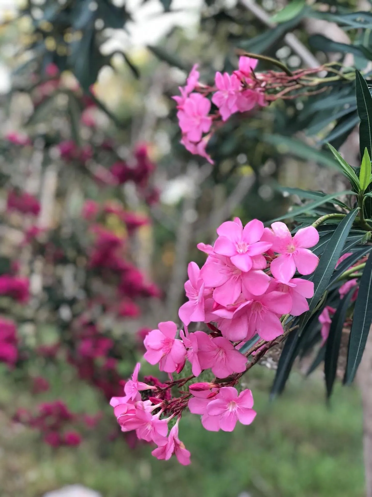 Garden in Relax Resort