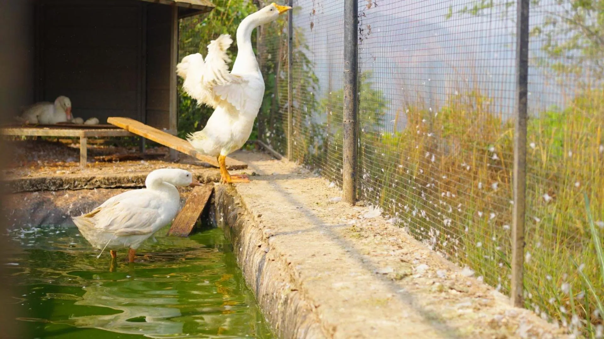 Activities in Theeram Agro Farm Hill Resort Vagamon