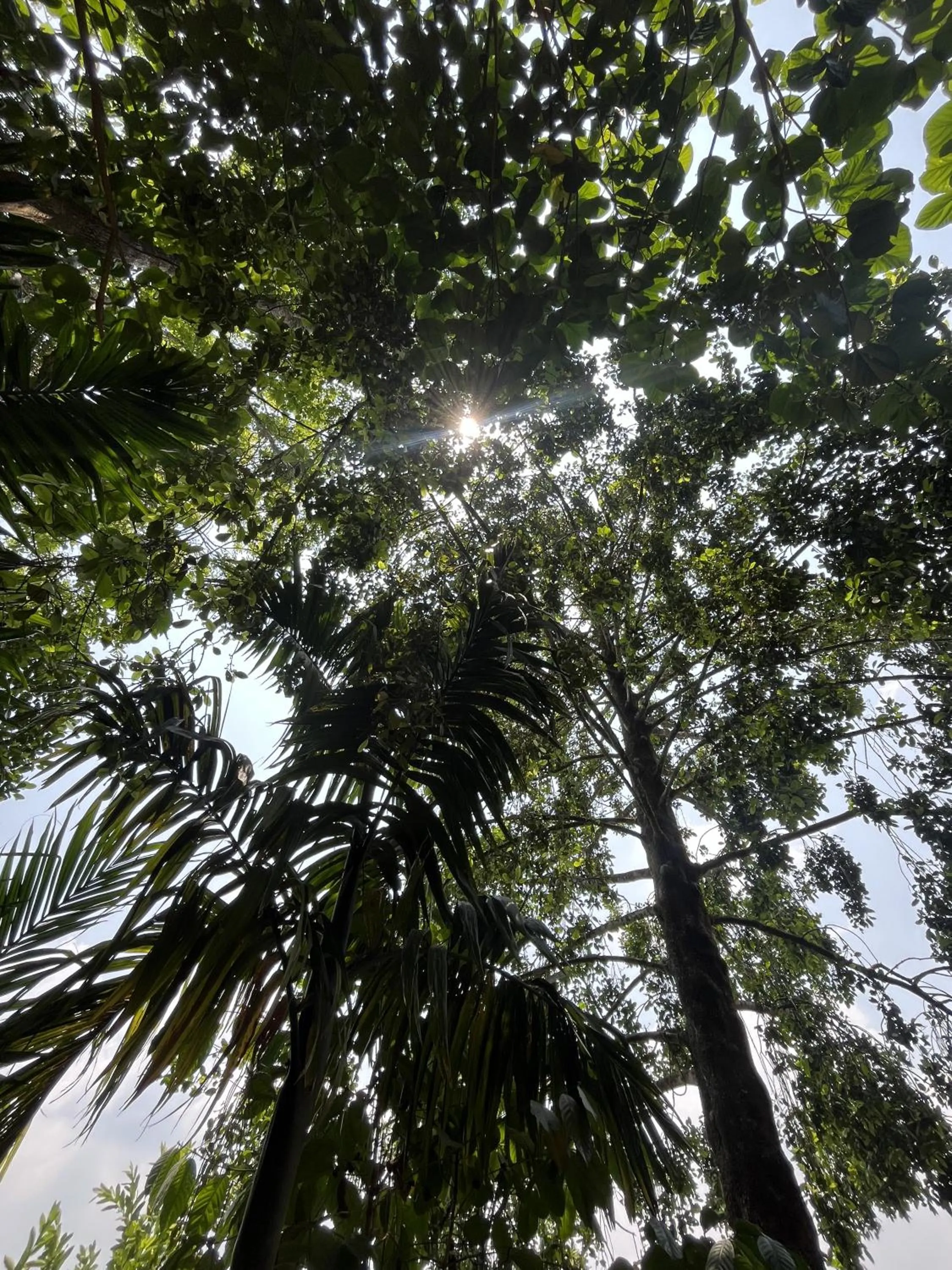 Theeram Agro Farm Hill Resort Vagamon