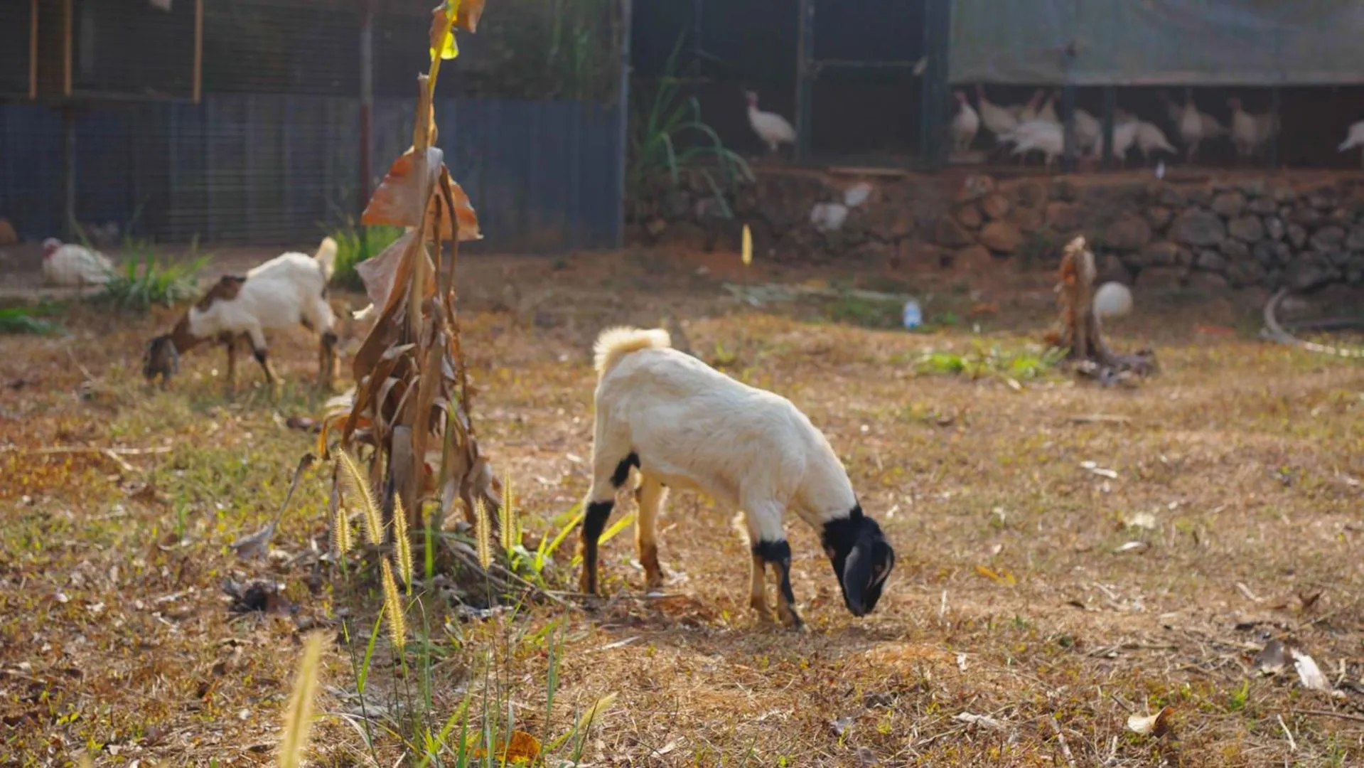 Activities in Theeram Agro Farm Hill Resort Vagamon