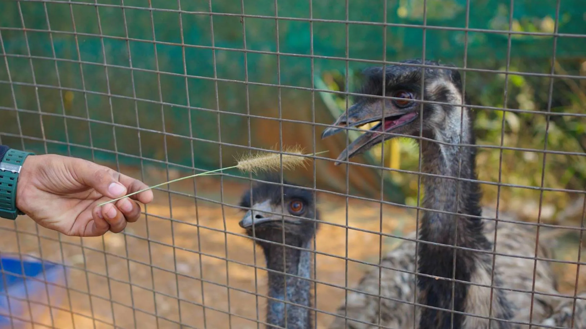 Activities in Theeram Agro Farm Hill Resort Vagamon