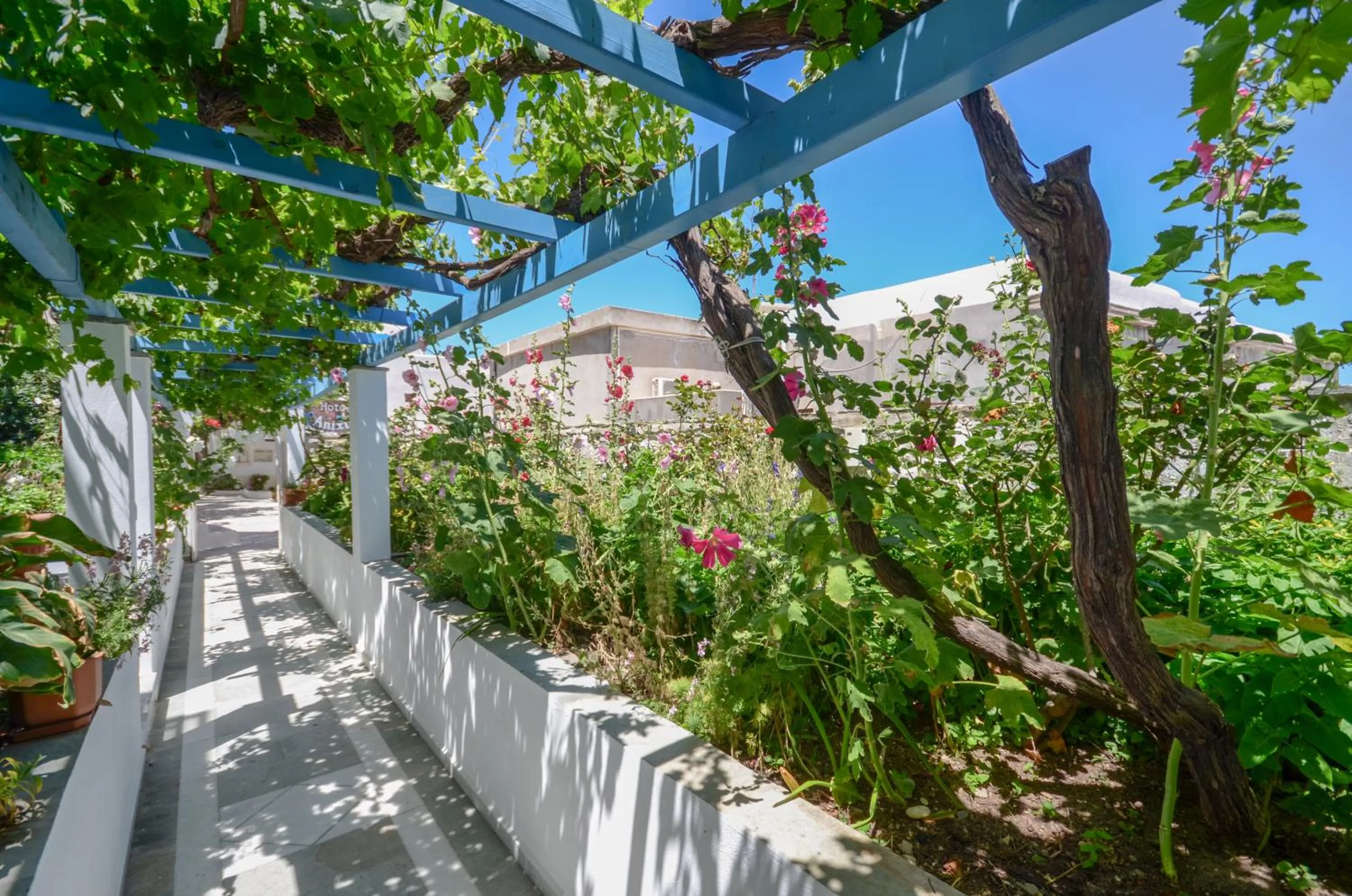 Garden in Hotel Anixis