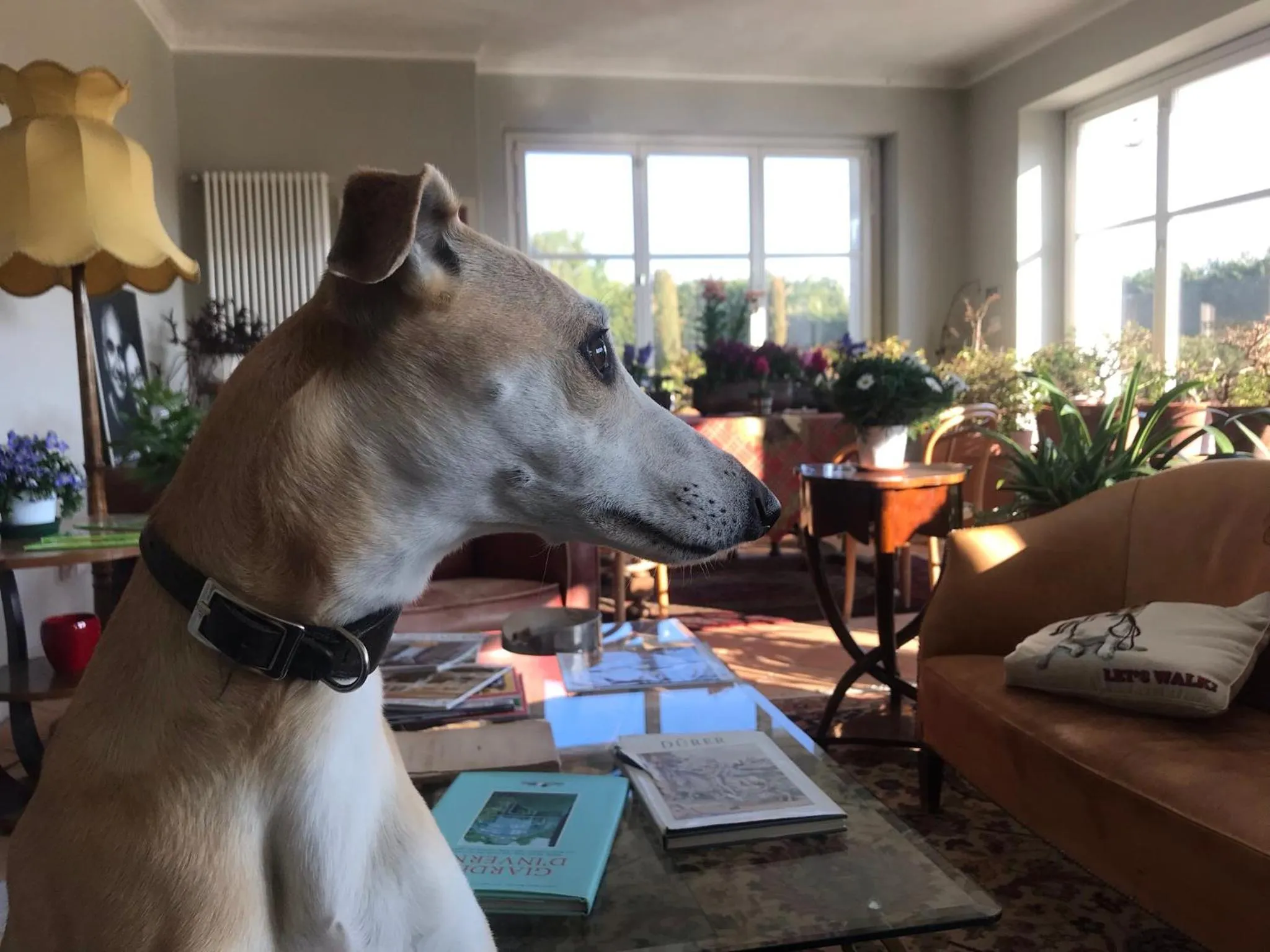 Pets in Villa Bricco dei Cogni