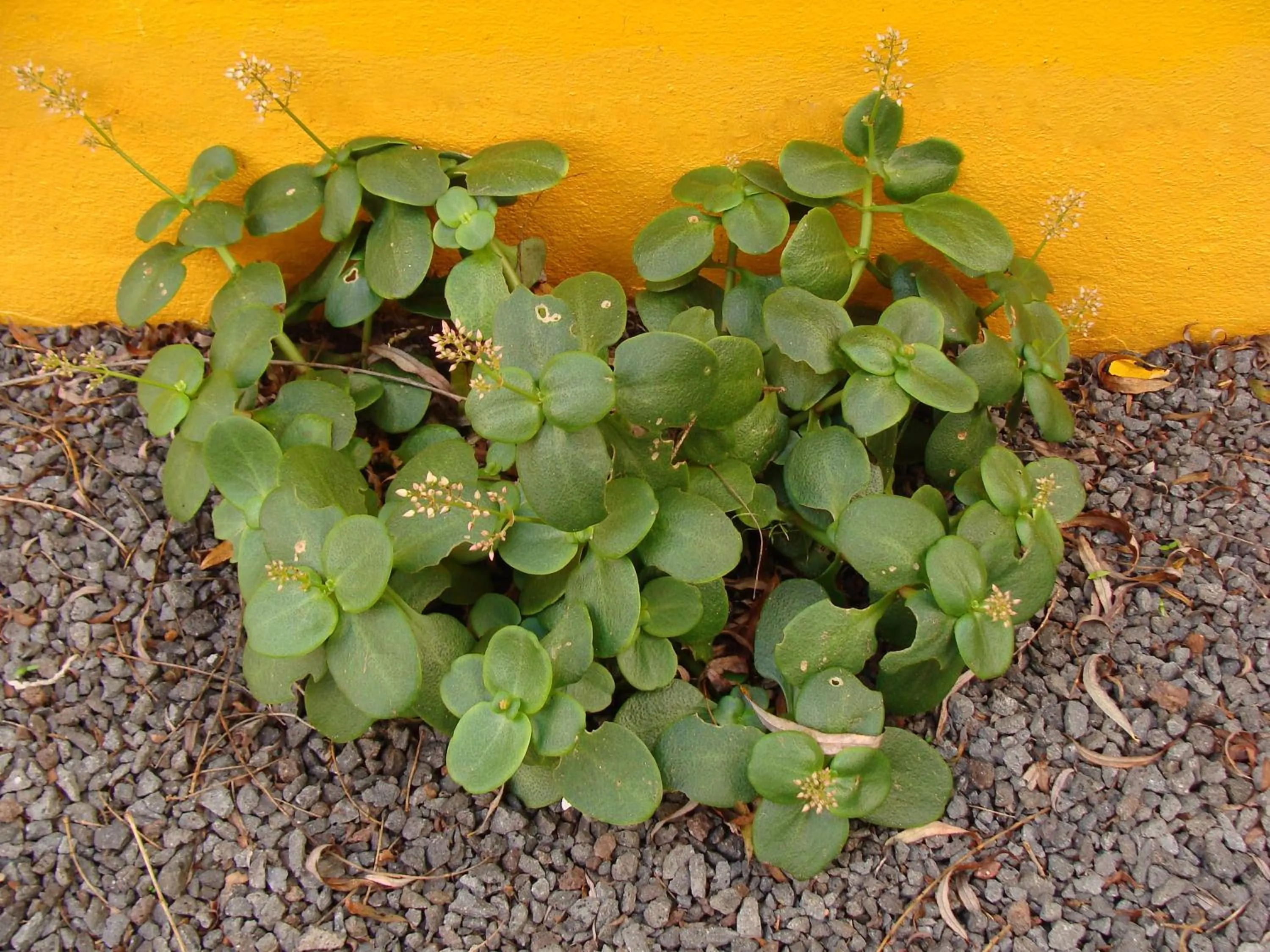 Garden in Hospedaria Verdemar