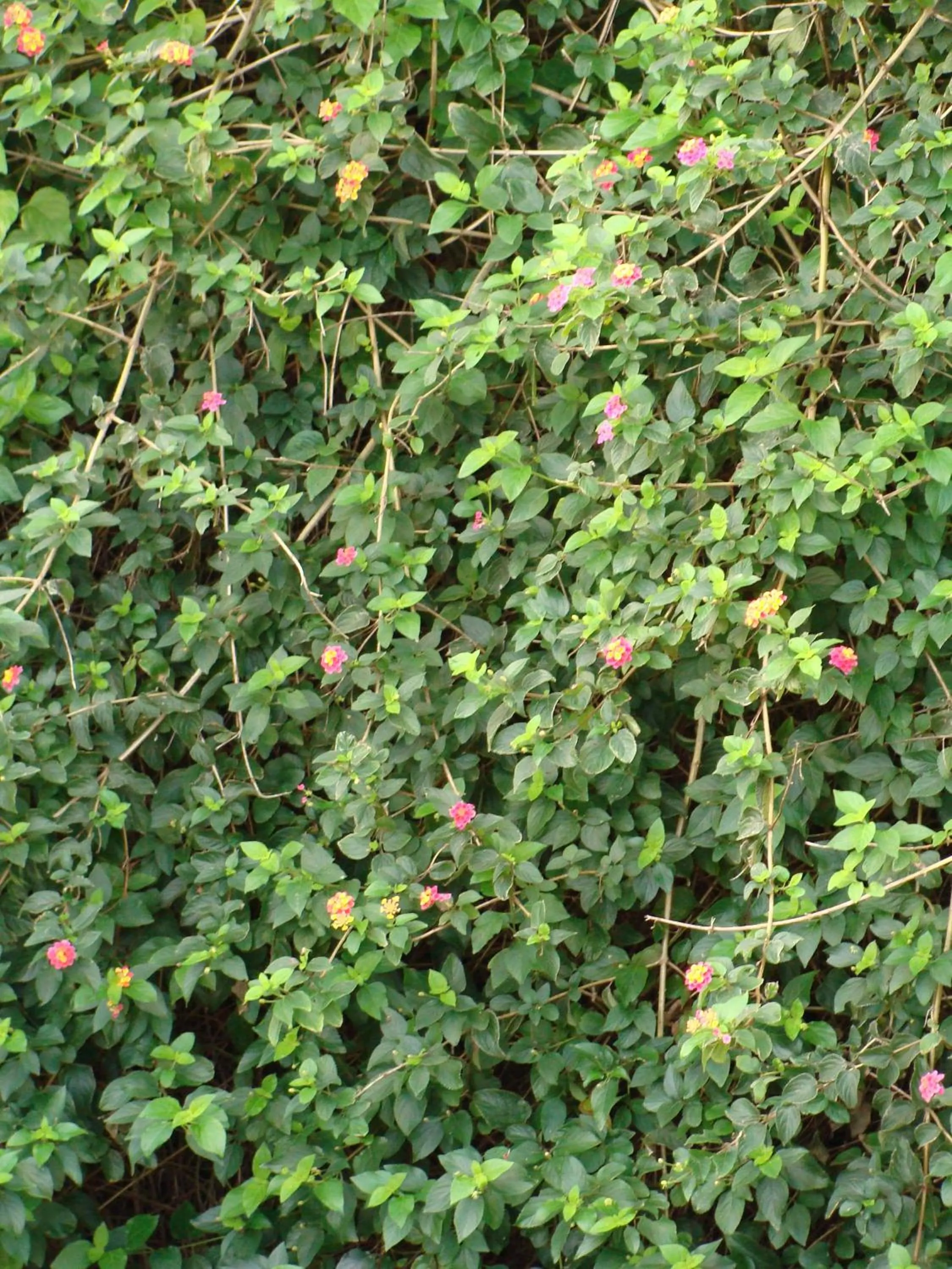 Other in Hospedaria Verdemar