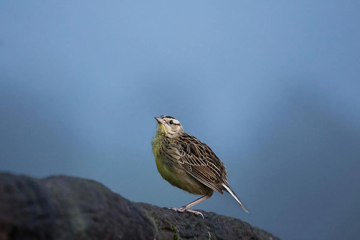 Garden in Hortensias Chalets Vara blanca
