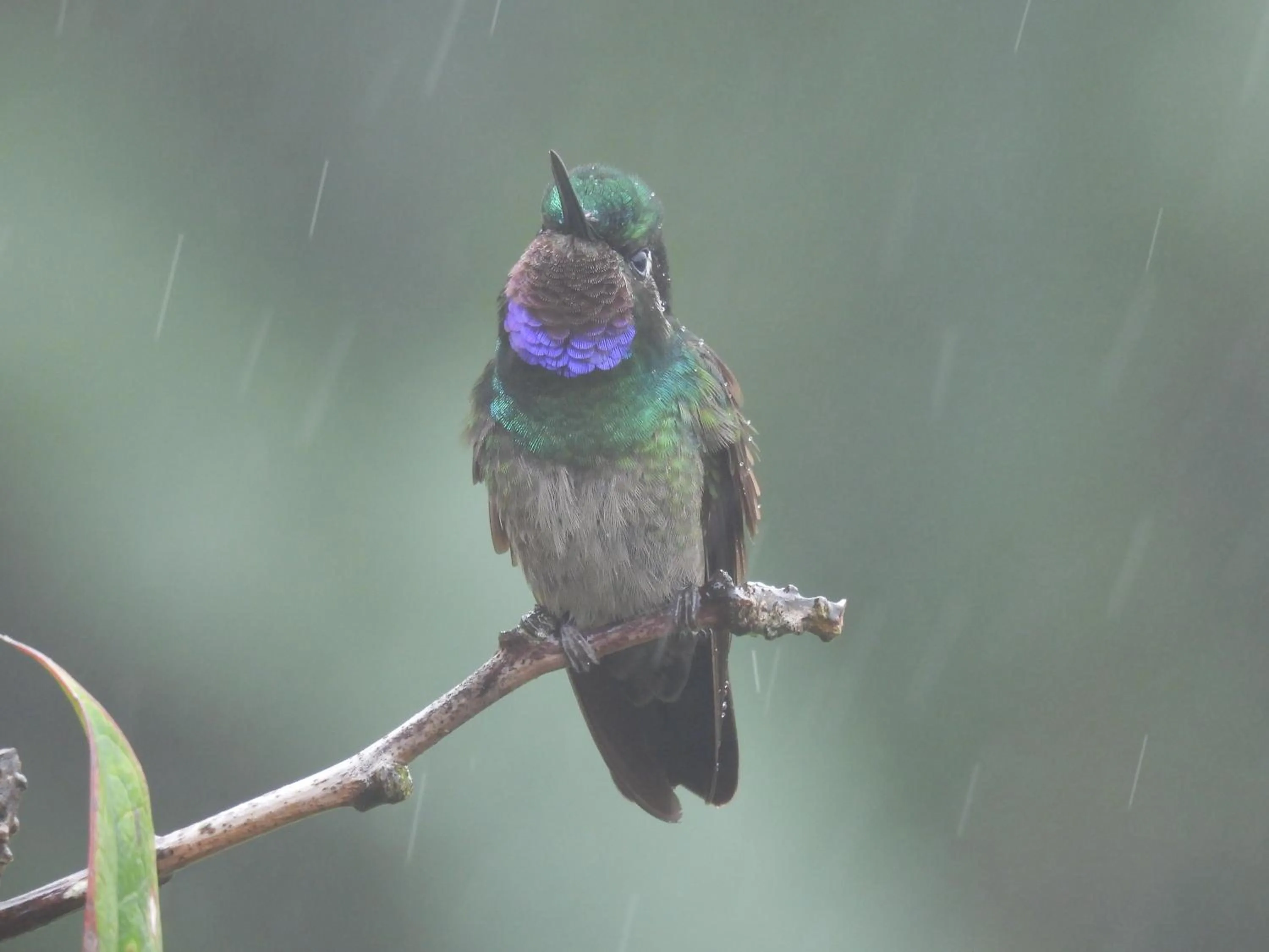 Garden in Hortensias Chalets Vara blanca