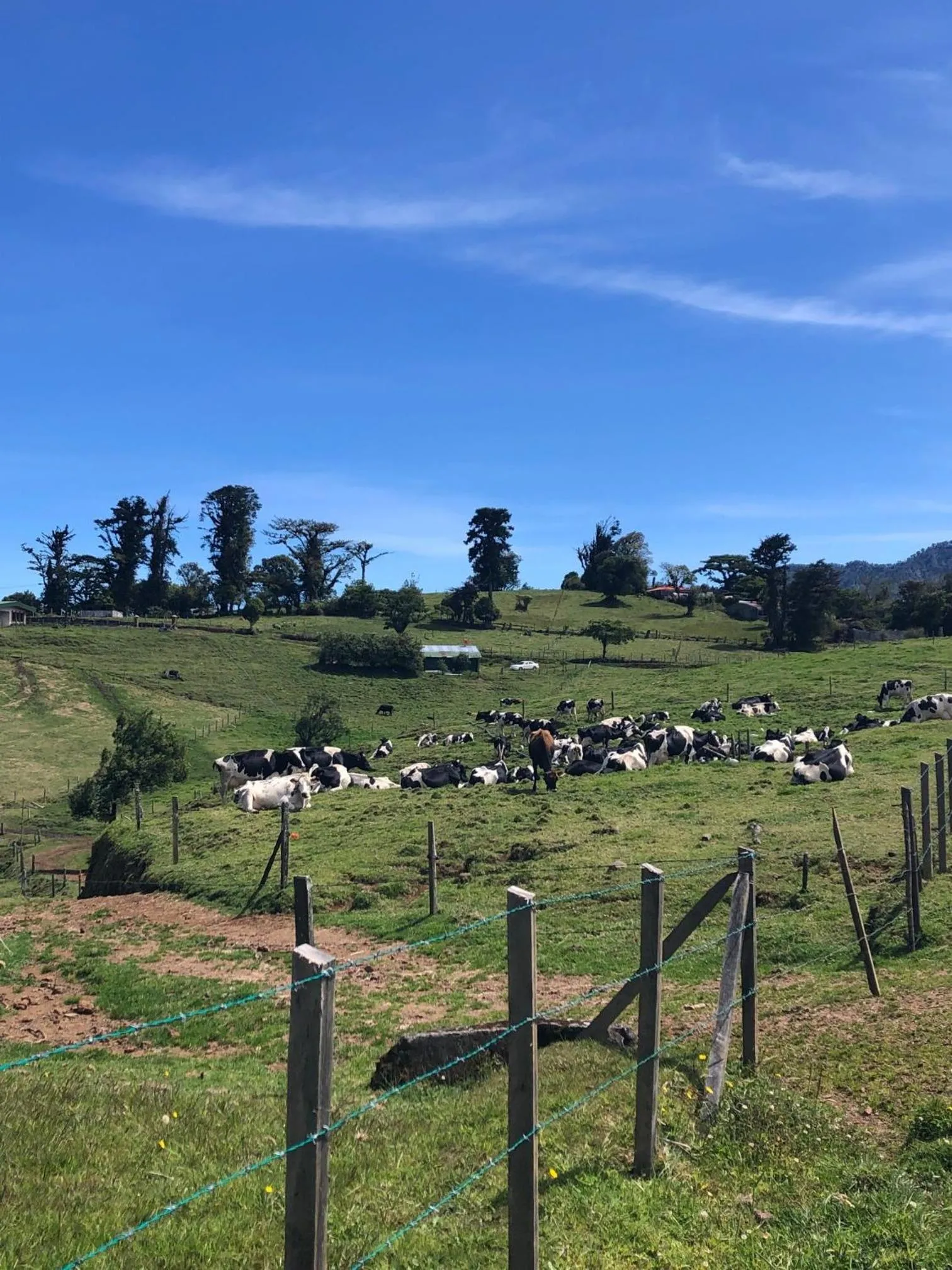 Hortensias Chalets Vara blanca