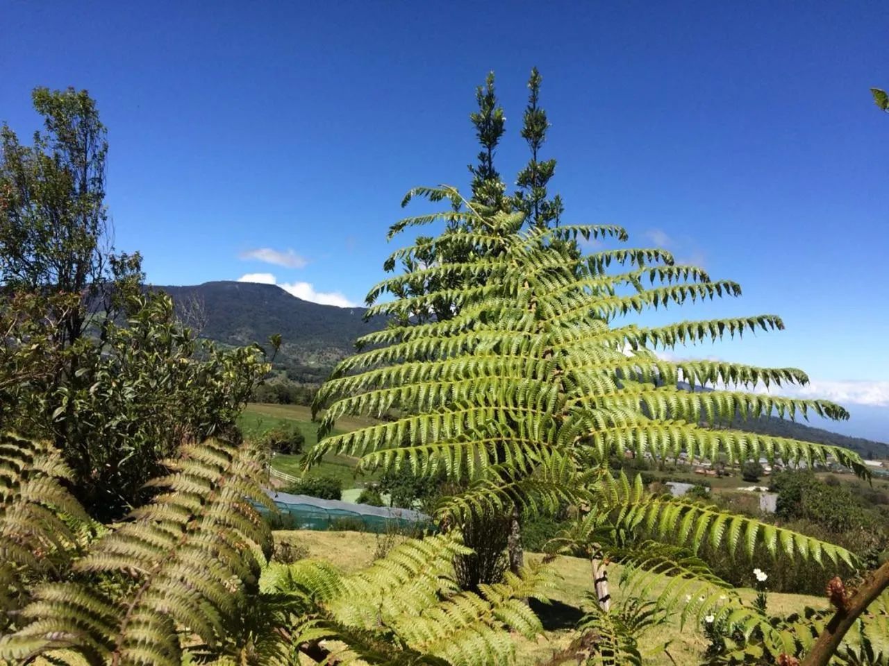 Garden in Hortensias Chalets Vara blanca