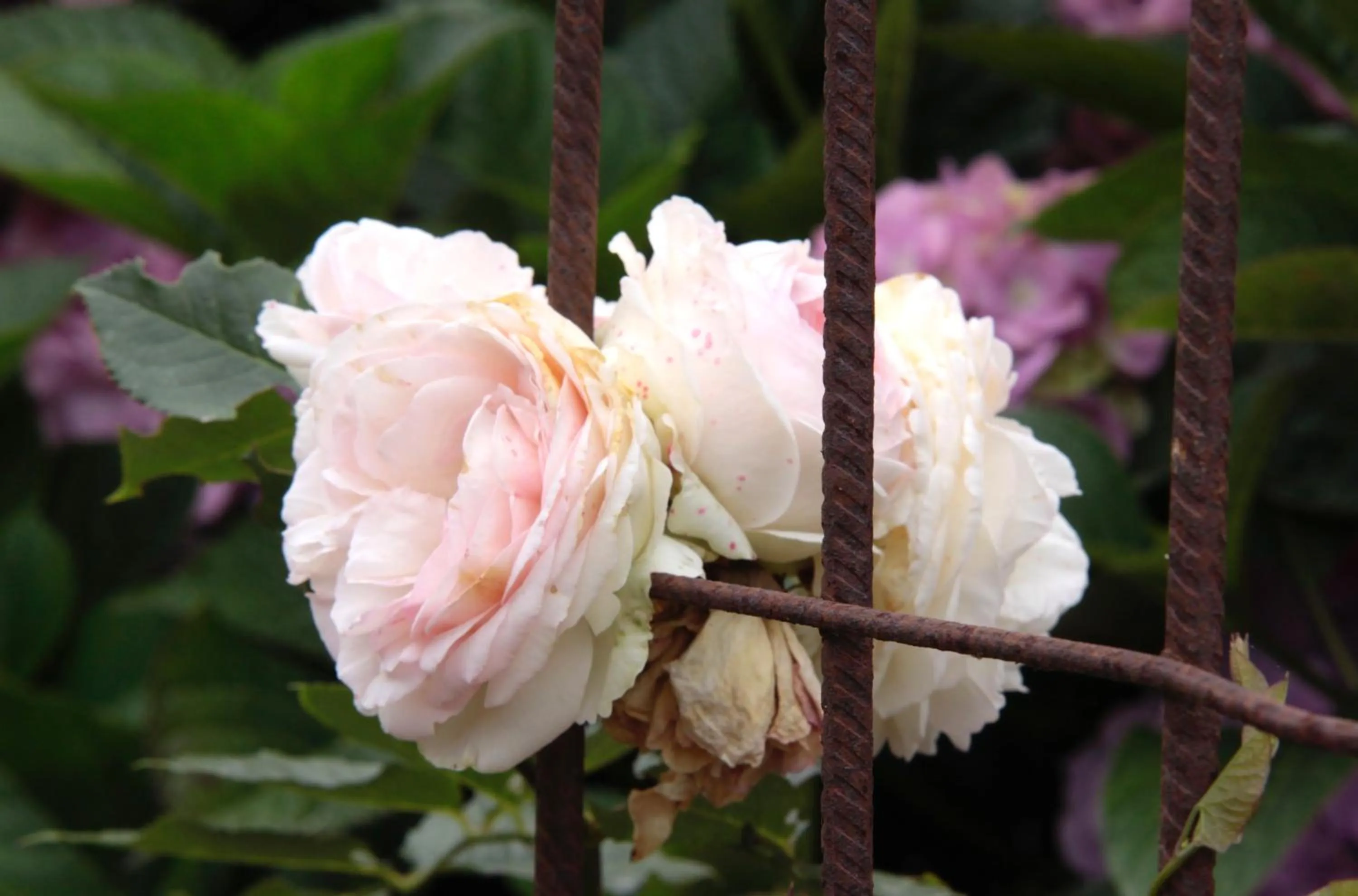 Garden in Il était une fois à l'Ouest "Lamballe-Armor"