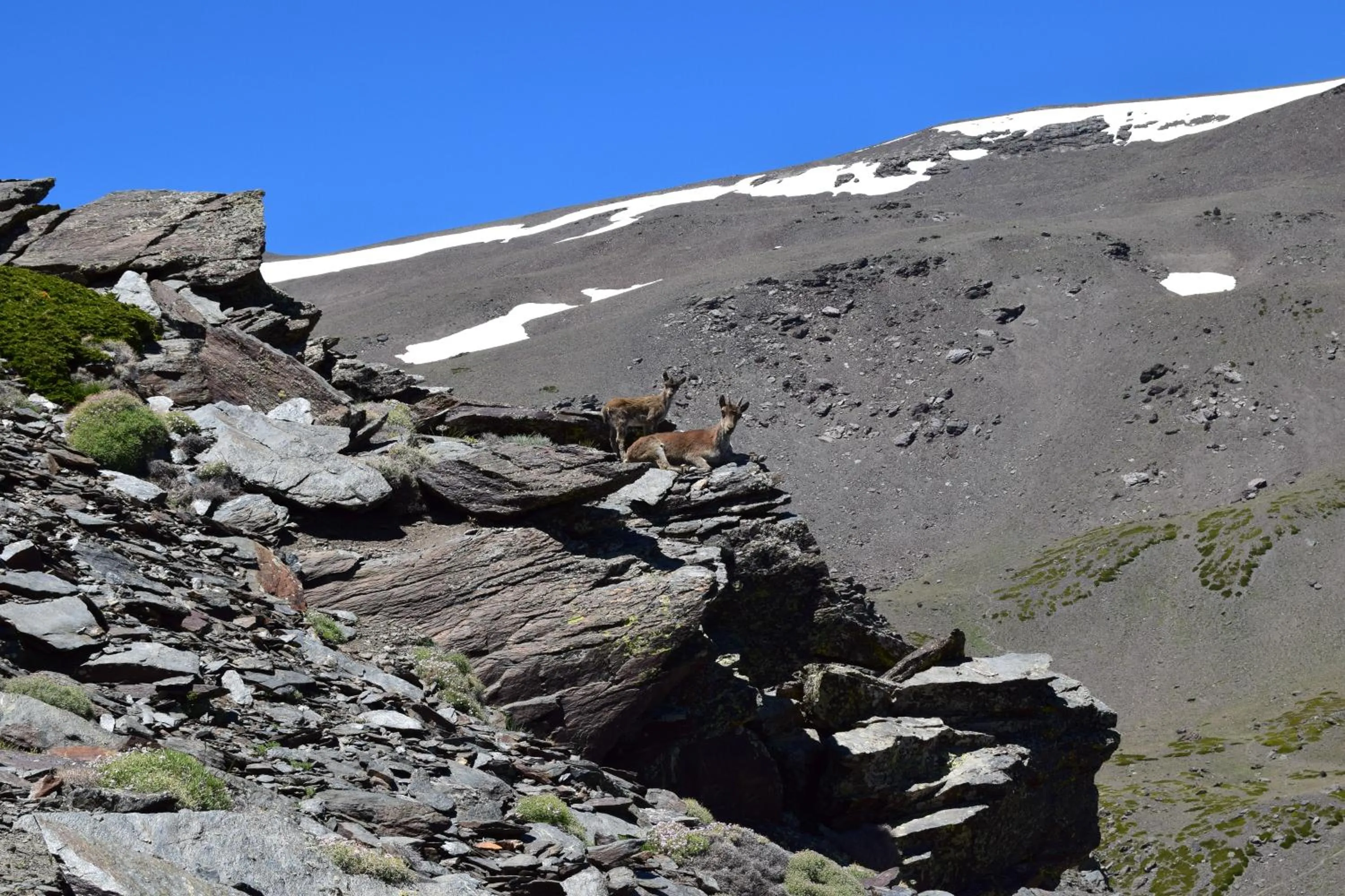 Natural landscape in Hotel Mari Carmen