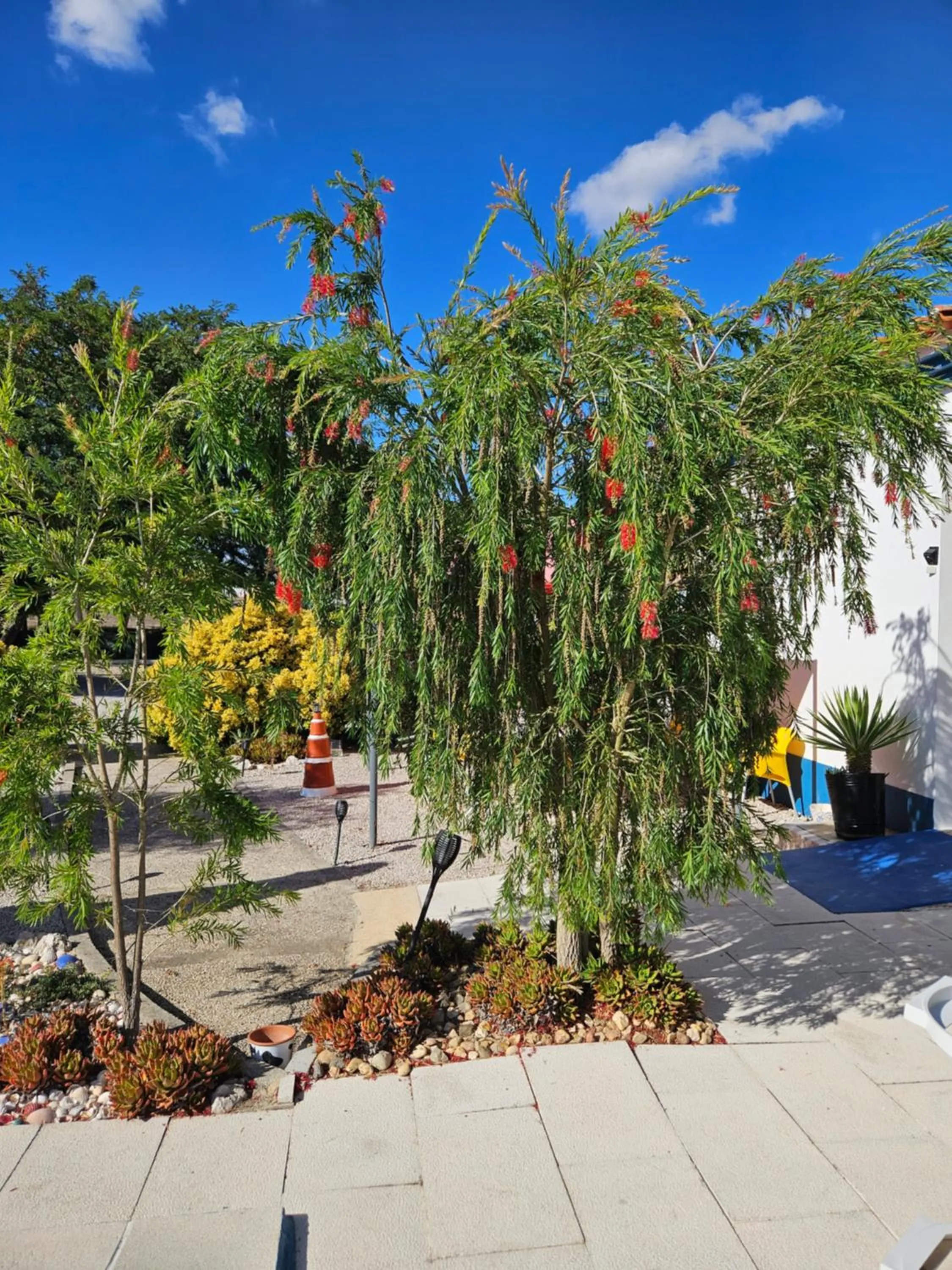 Garden in Casa Zanzibar Hotel