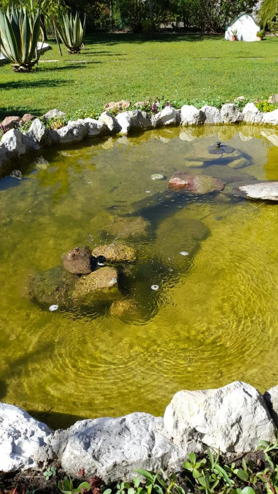 Garden in Casa Zanzibar Hotel