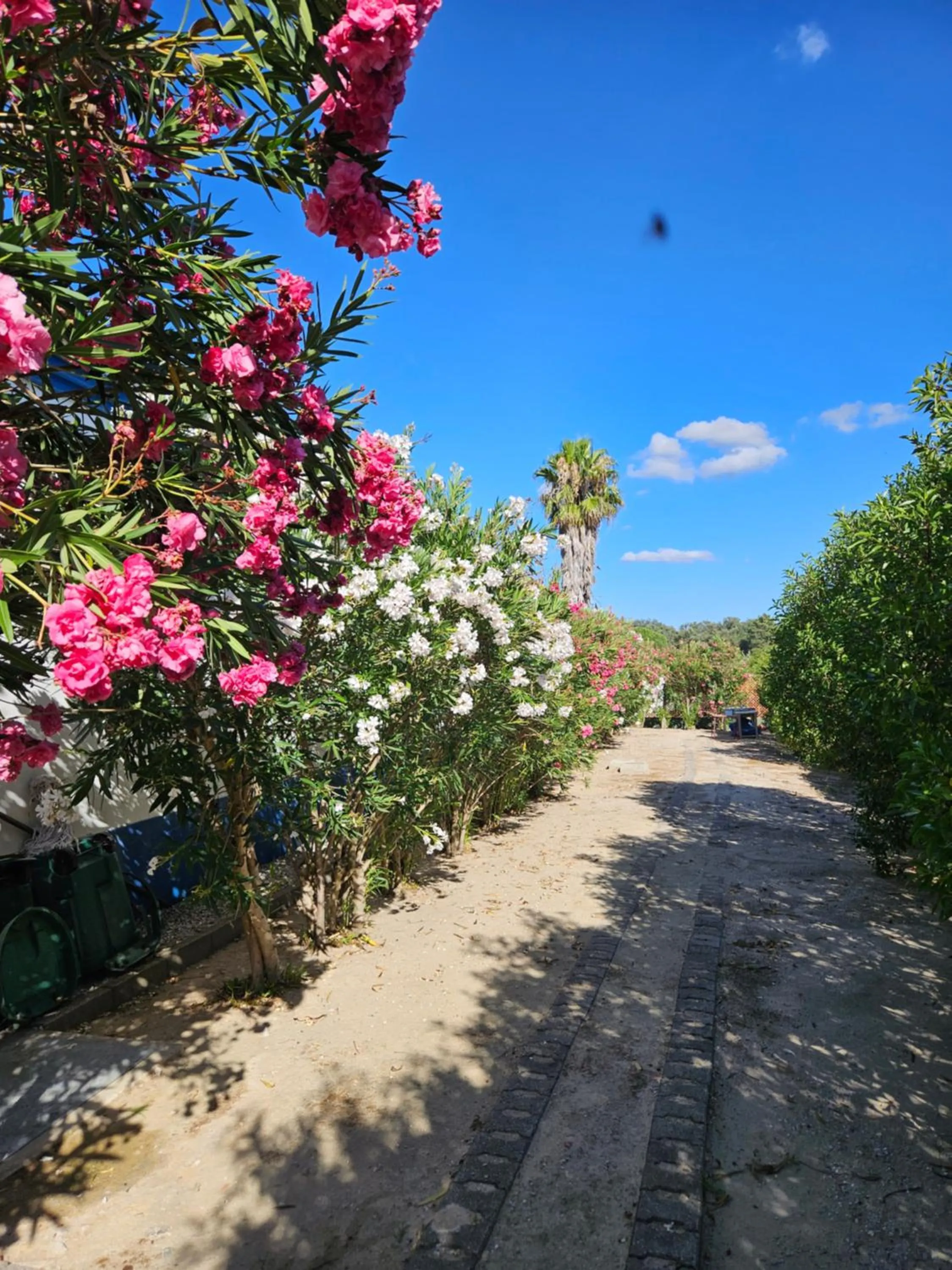 Garden in Casa Zanzibar Hotel