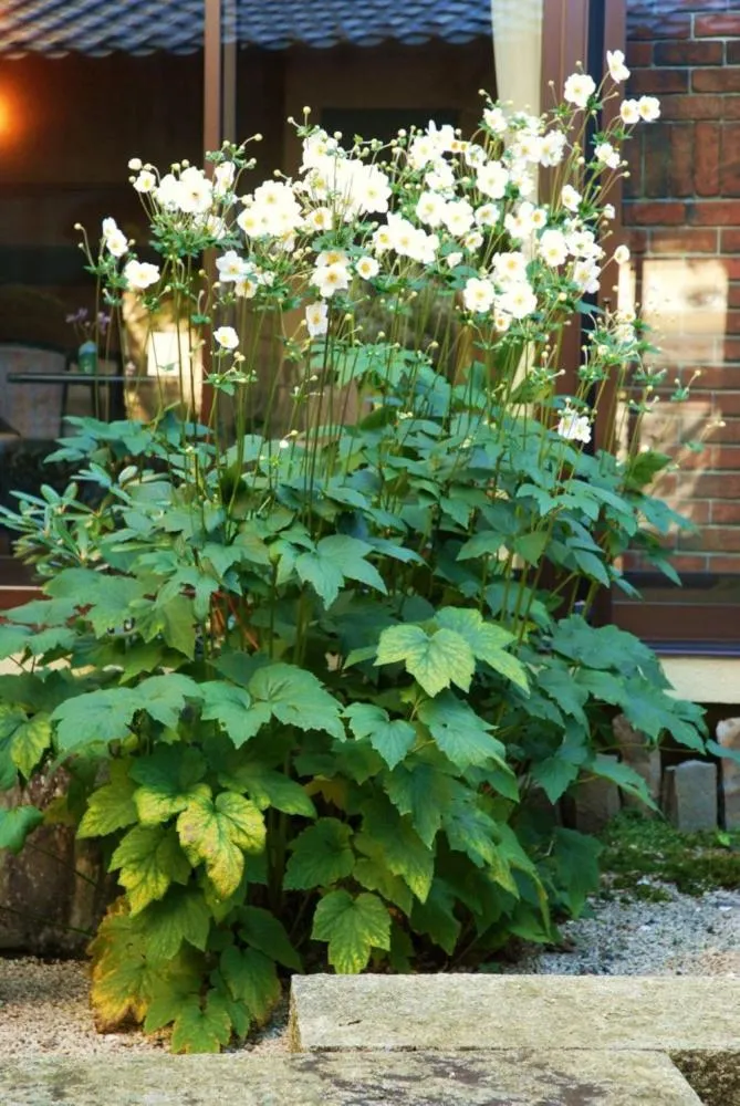 Decorative detail in Kanemidori