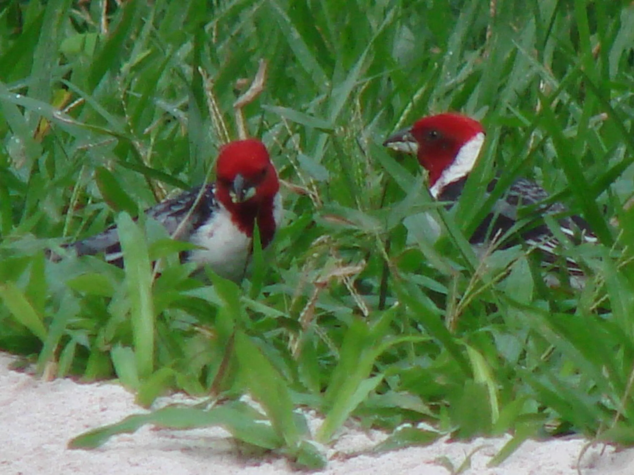 Pousada Ponta do Muta