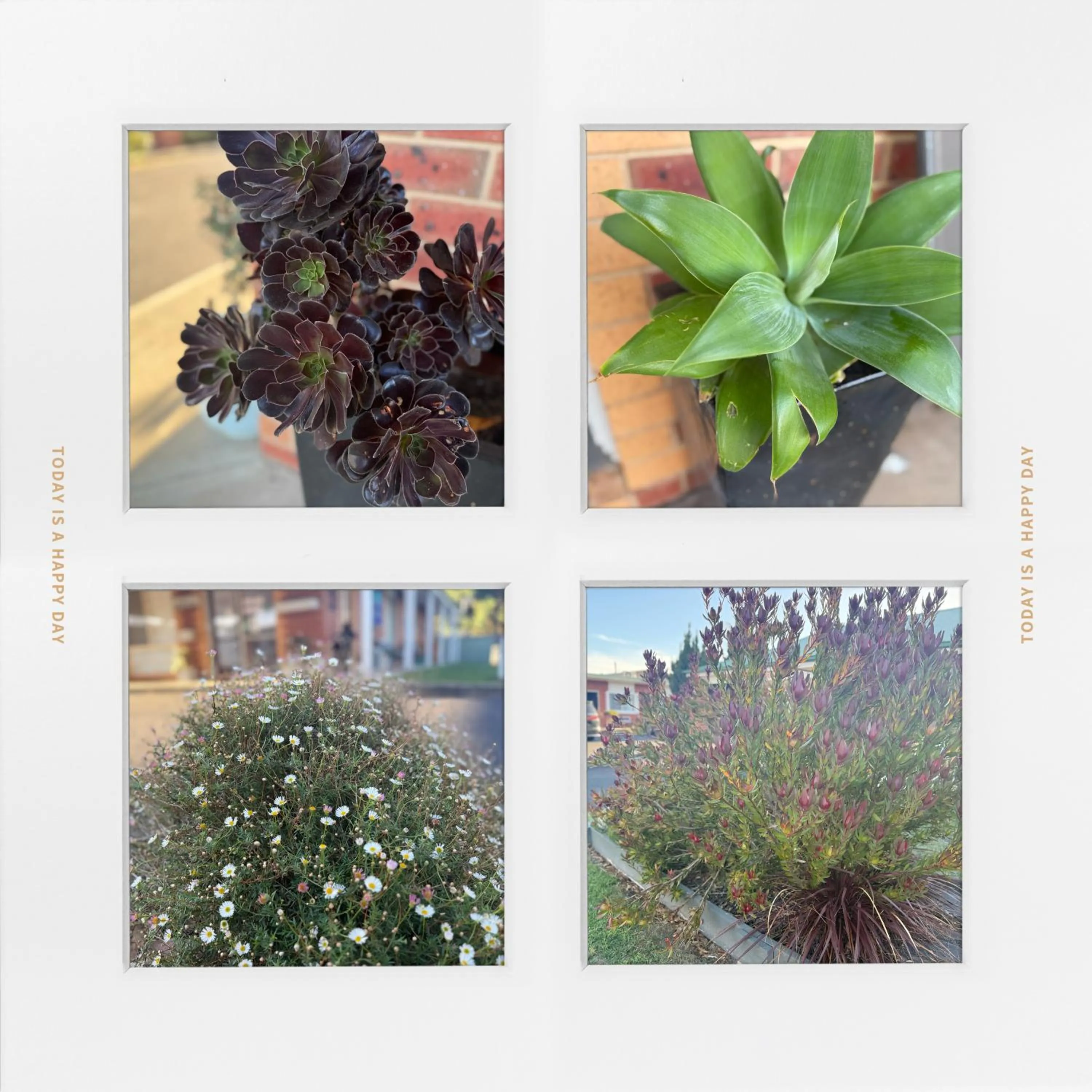 Garden in Beachcomber Motel & Apartments