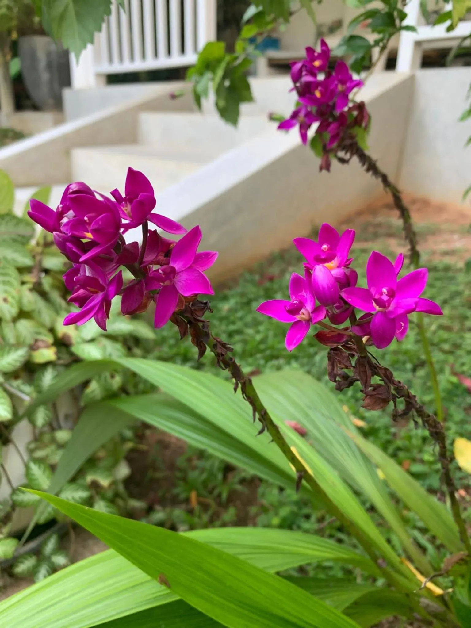 Garden in Plantation House